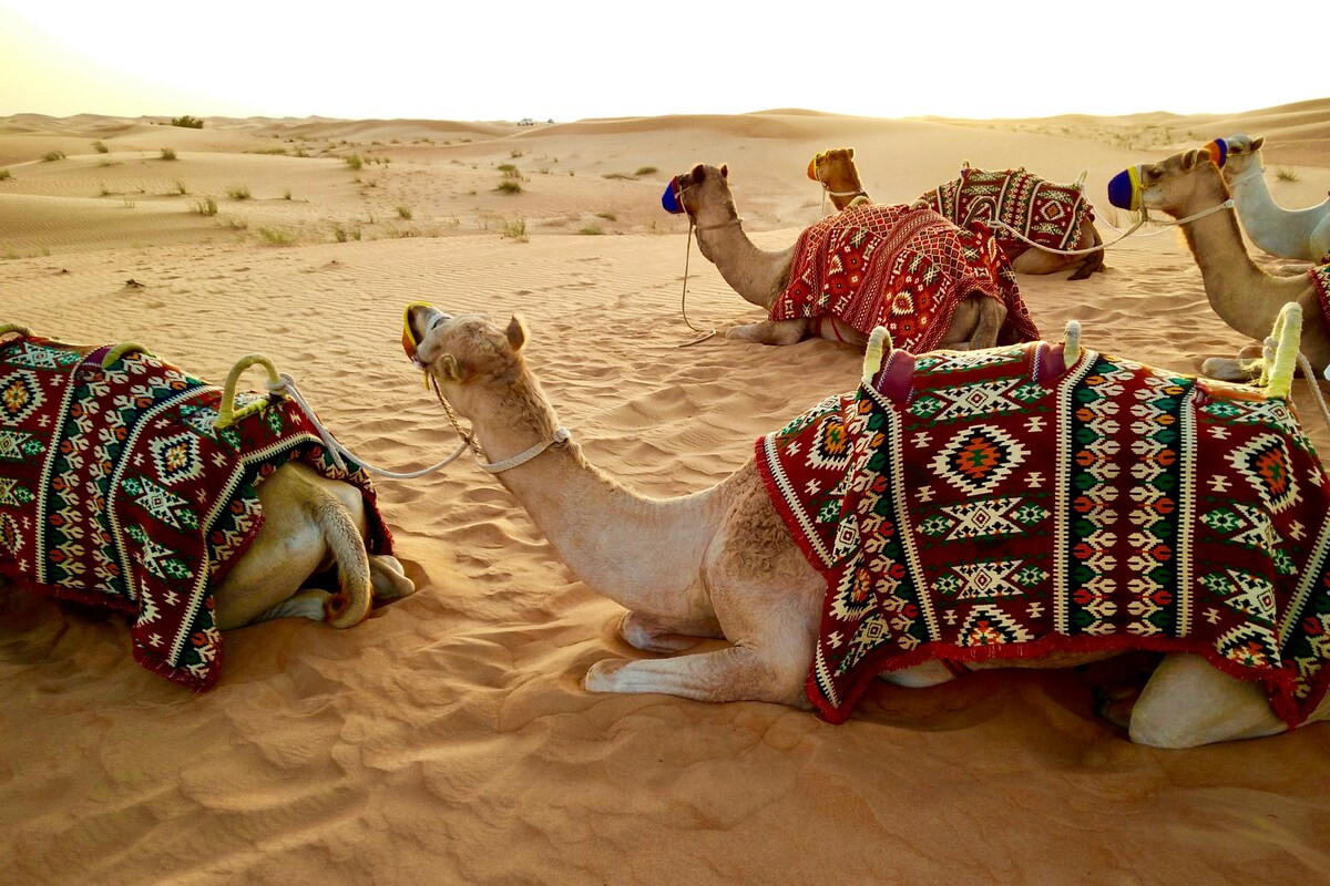 Kamelen in de woestijn in Dubai