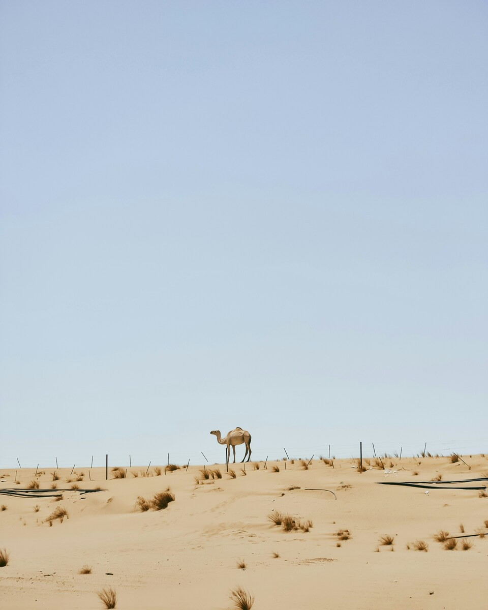 Kameel in de woestijn in Ras al-Khaimah