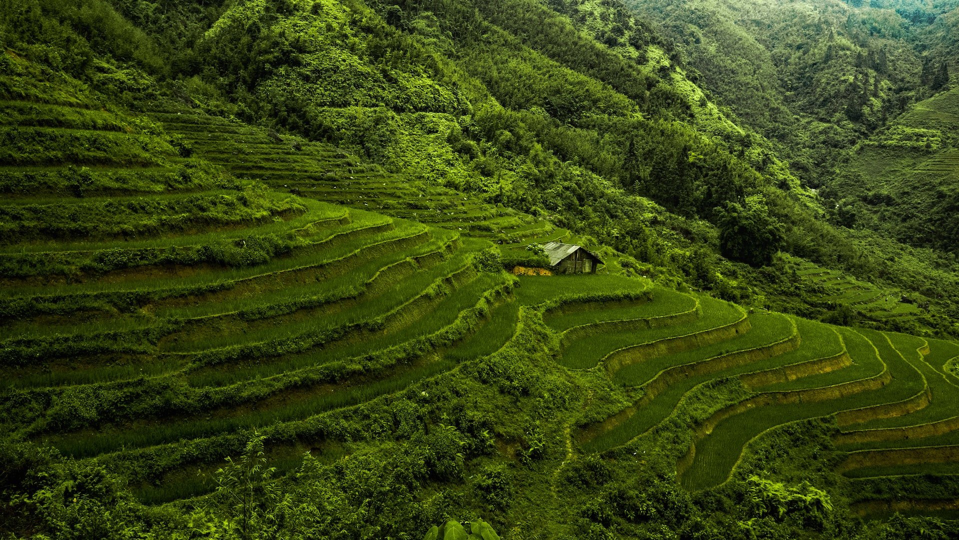 Plantage in Vietnam