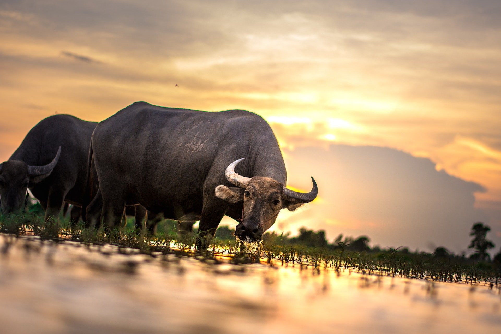 Waterbuffel in Laos