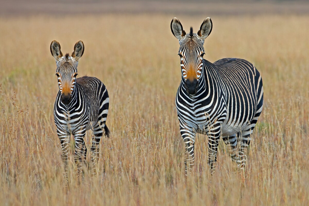 Zuid-Afrika zebra's