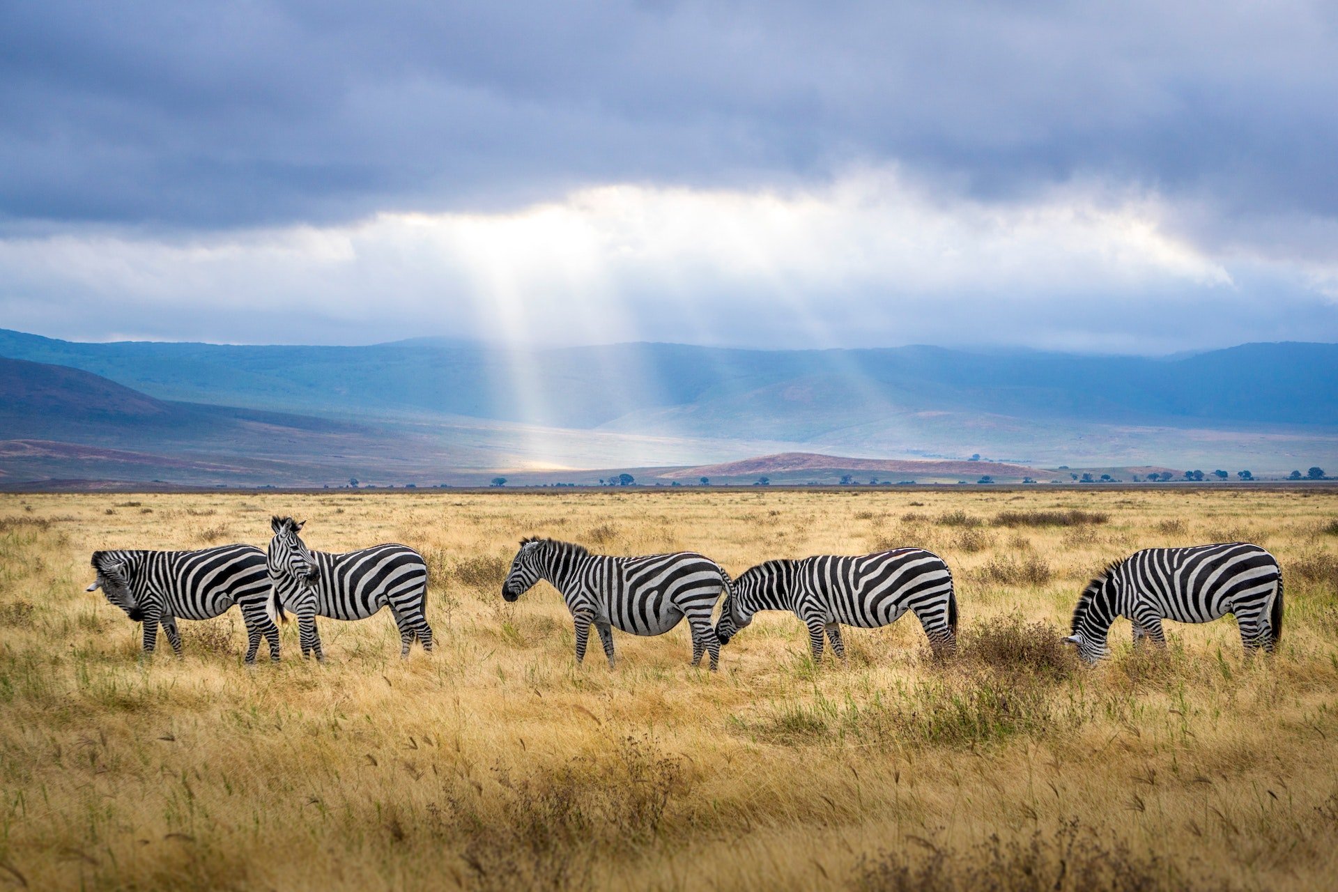 Zuid-Afrika zebra's