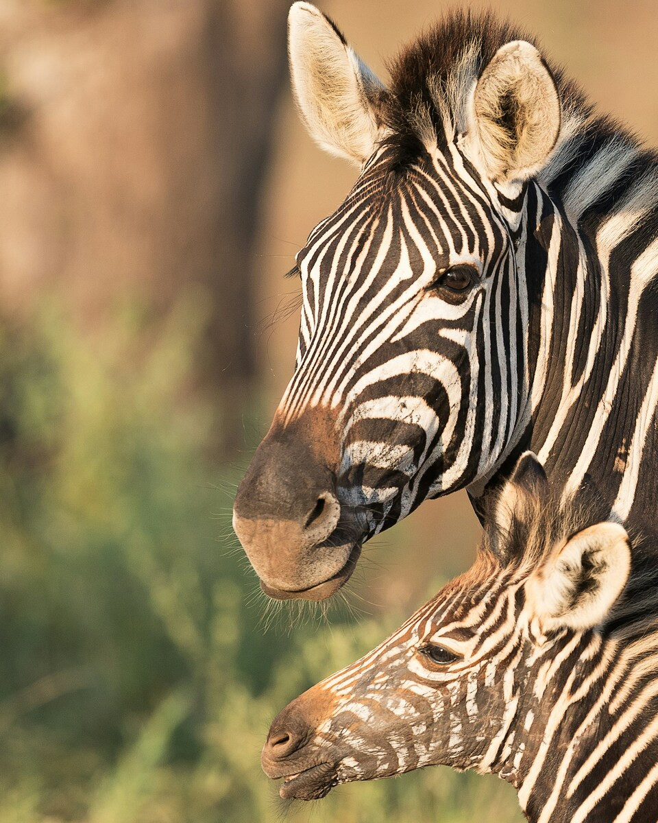 Zebra met jonge in het Krugerpark