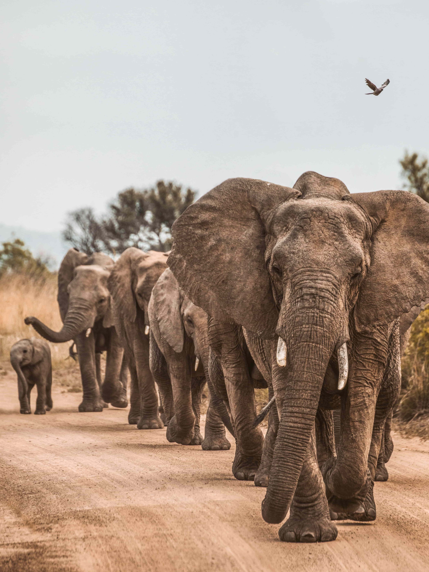 Zuid-Afrika olifanten