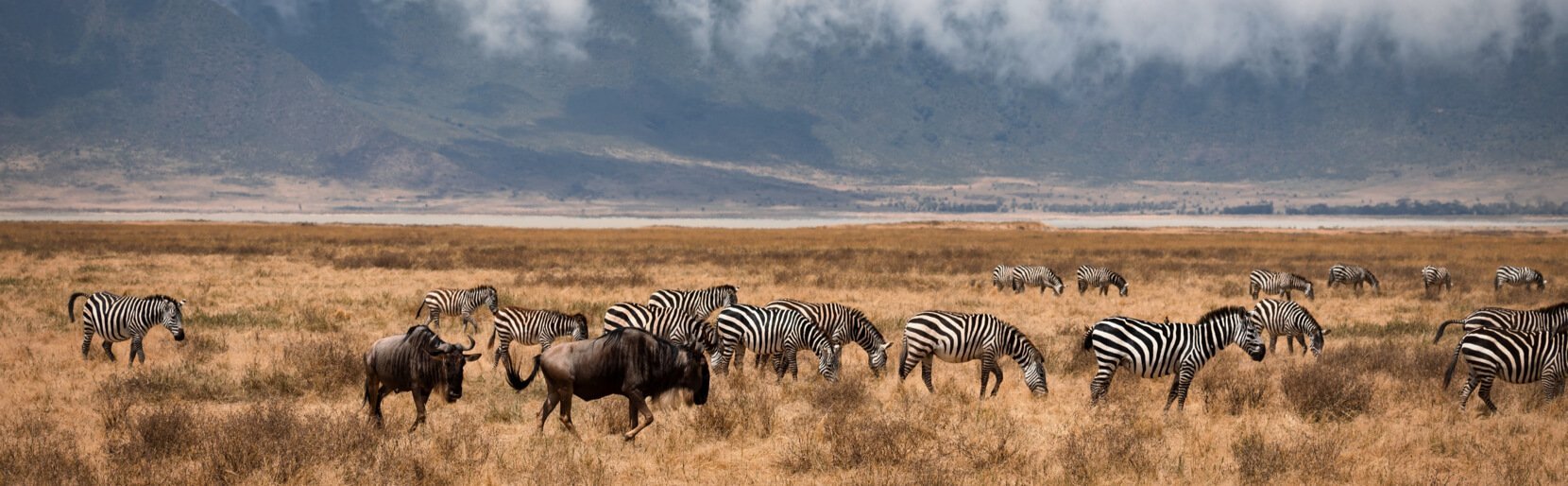 Zebrapaarden op de savanne