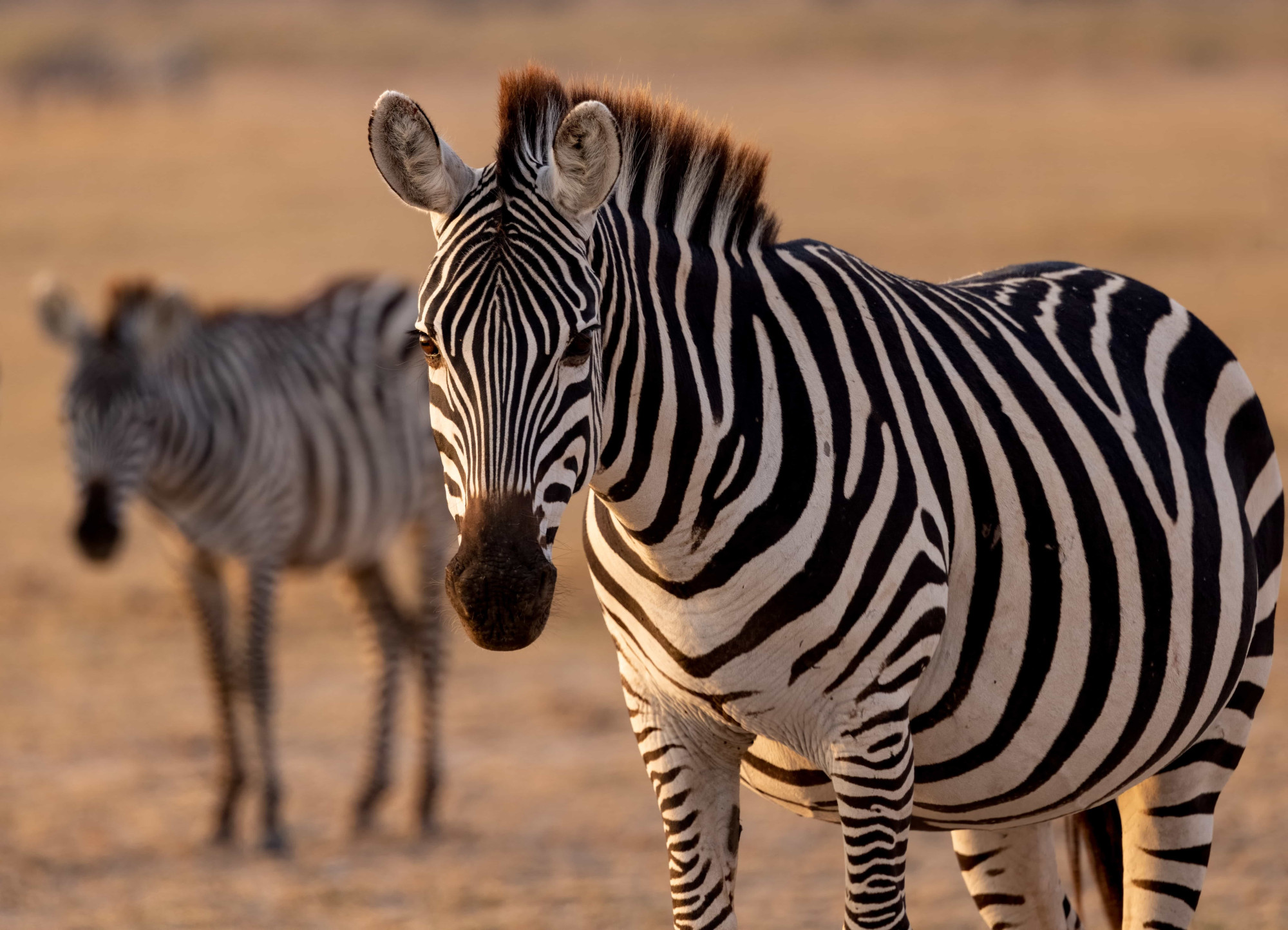 zebra's zuid-afrika