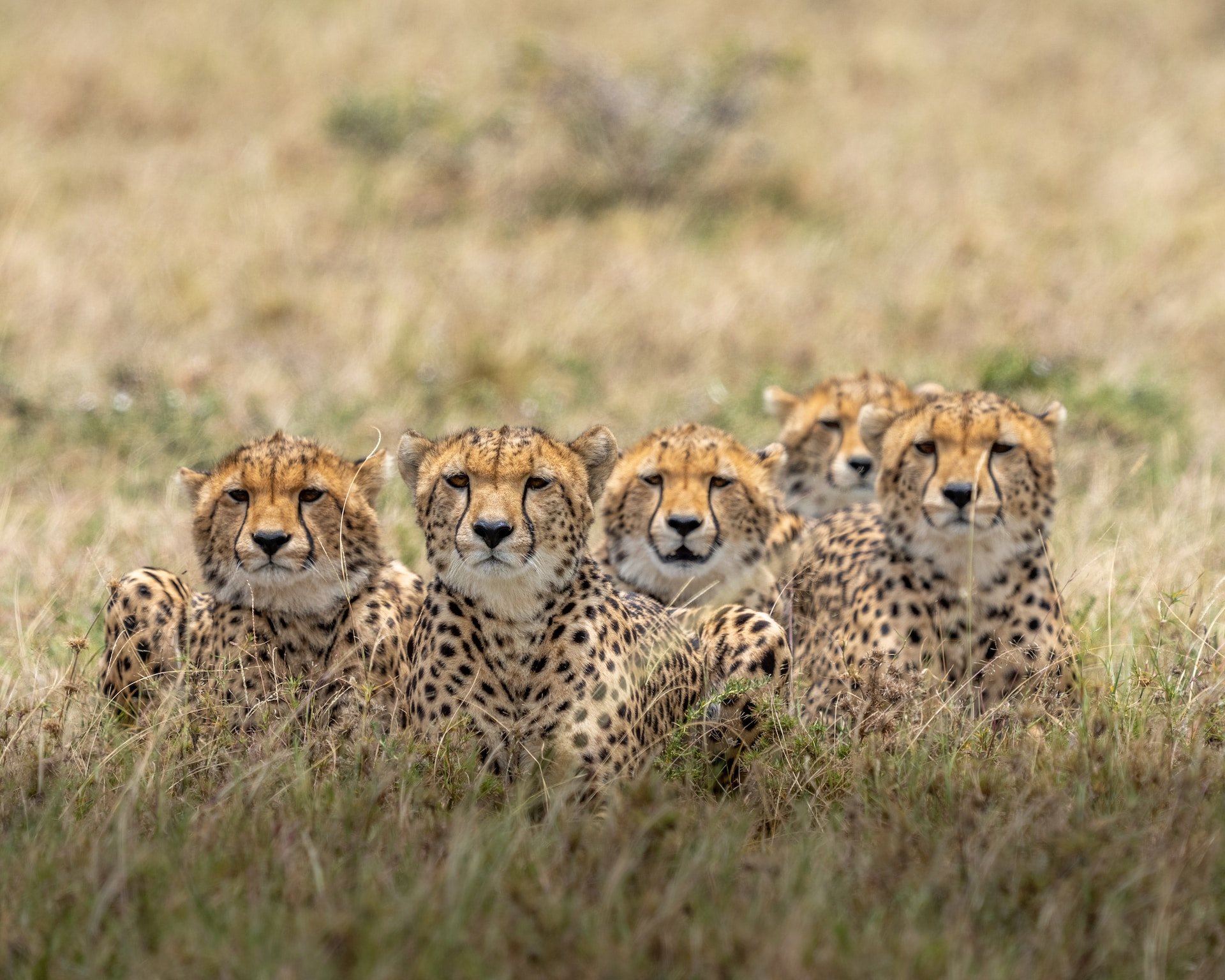 Groep van 5 luipaarden in Kenia