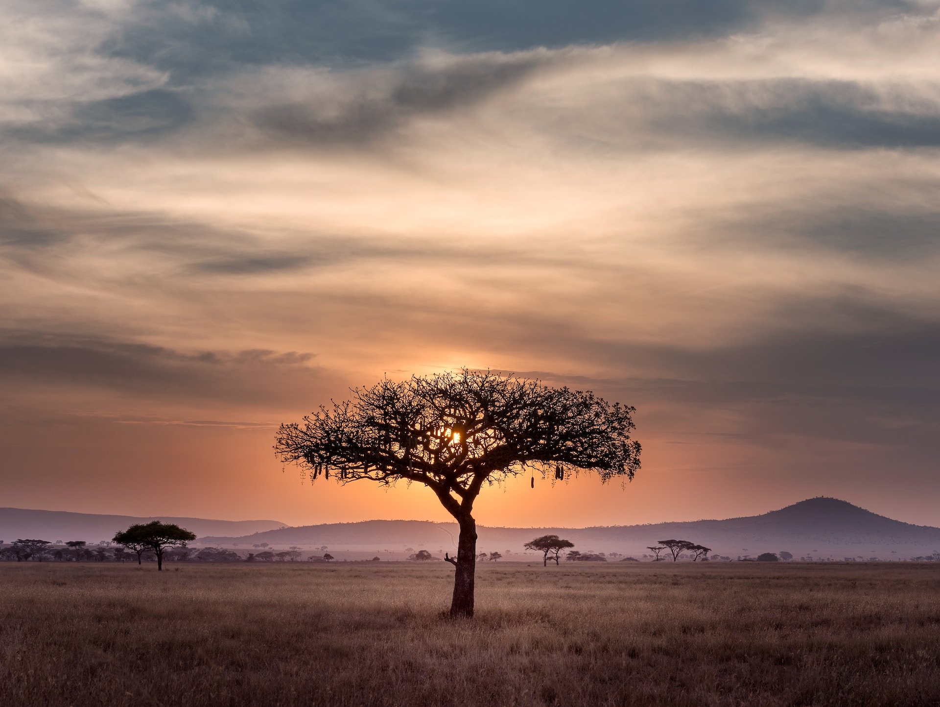 Boom in de Serengeti bij zonsondergang.