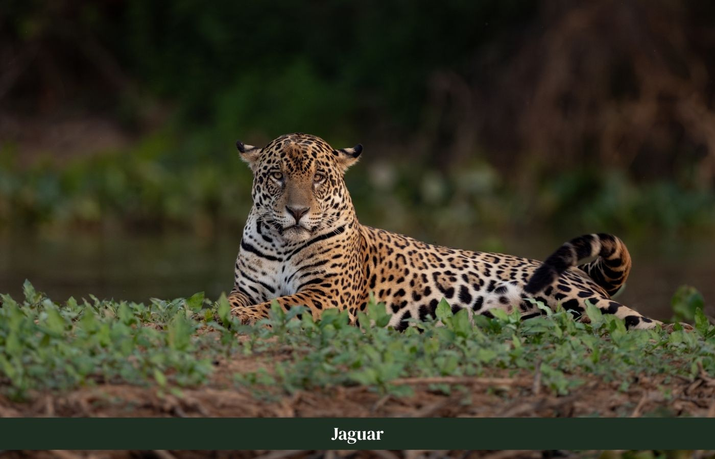 Jaguar in de jungle Costa Rica