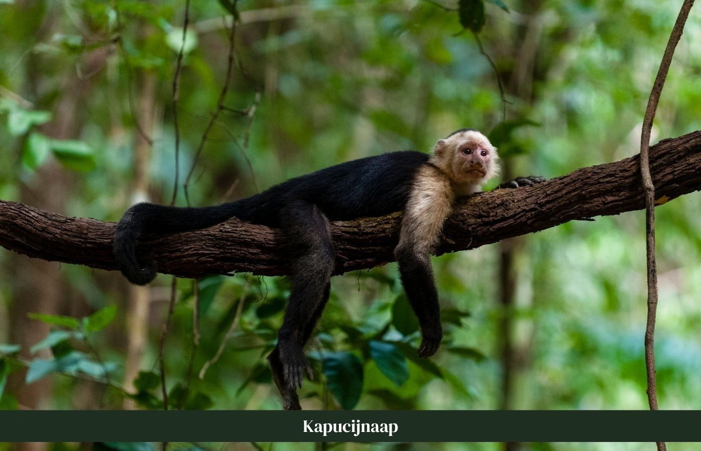 Kapucijnaap op boomstam Costa Rica