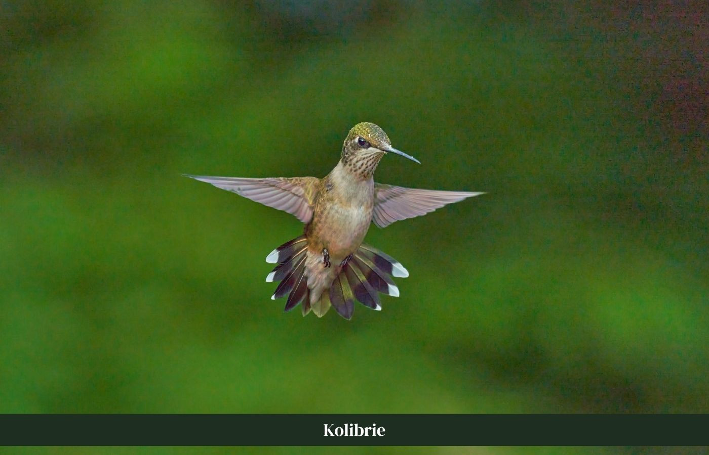 kolibrie die vliegt Costa Rica