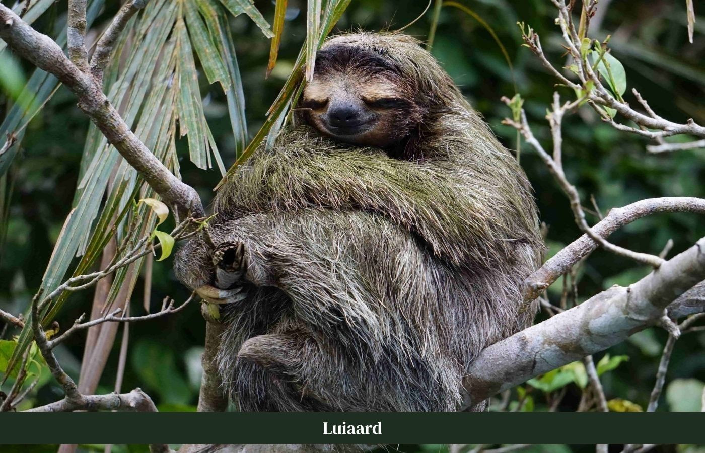 Luiaard op boomstam Costa Rica