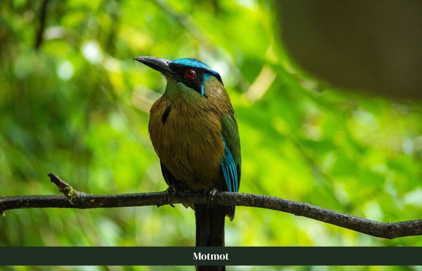 Motmot op boomstam Costa Rica