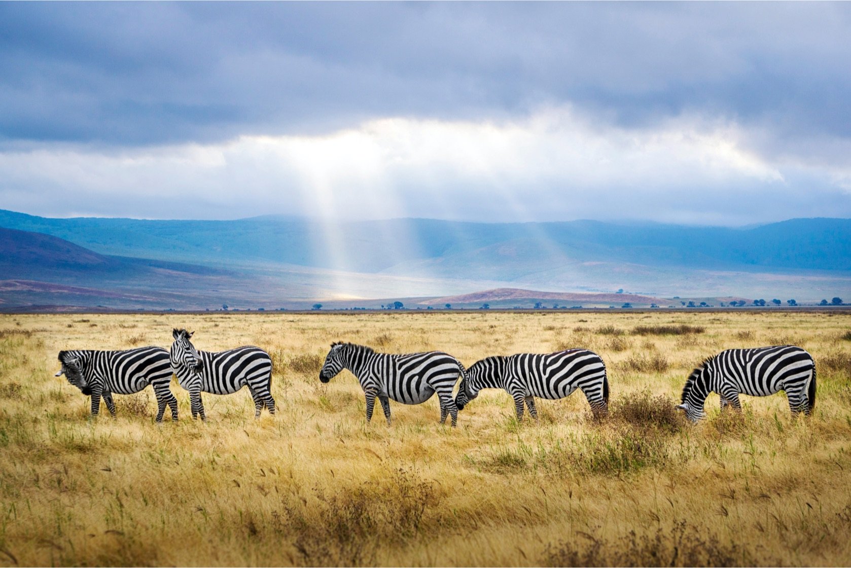 Zebra's, Zuid-Afrika