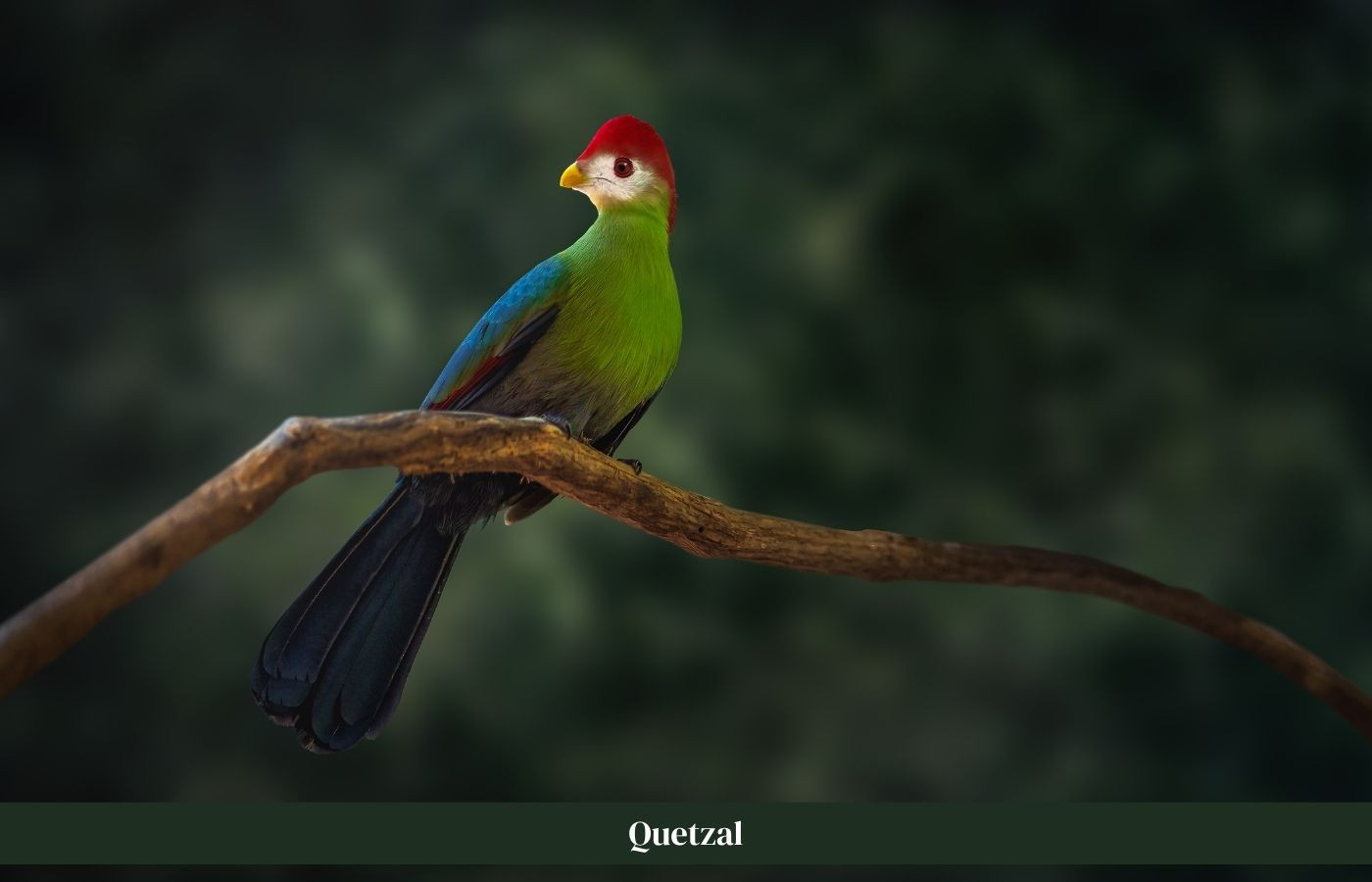 Quetzal op boomstam Costa Rica