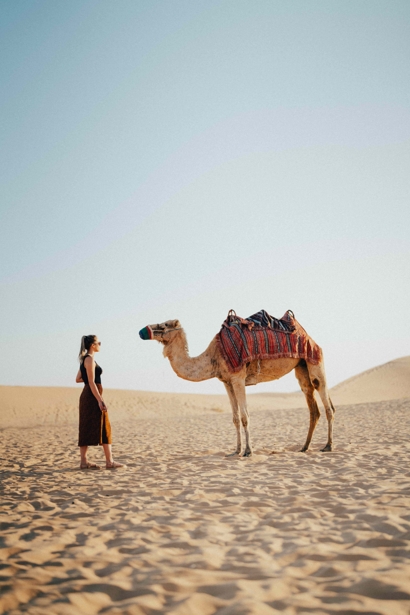 kameel woestijn abu dhabi