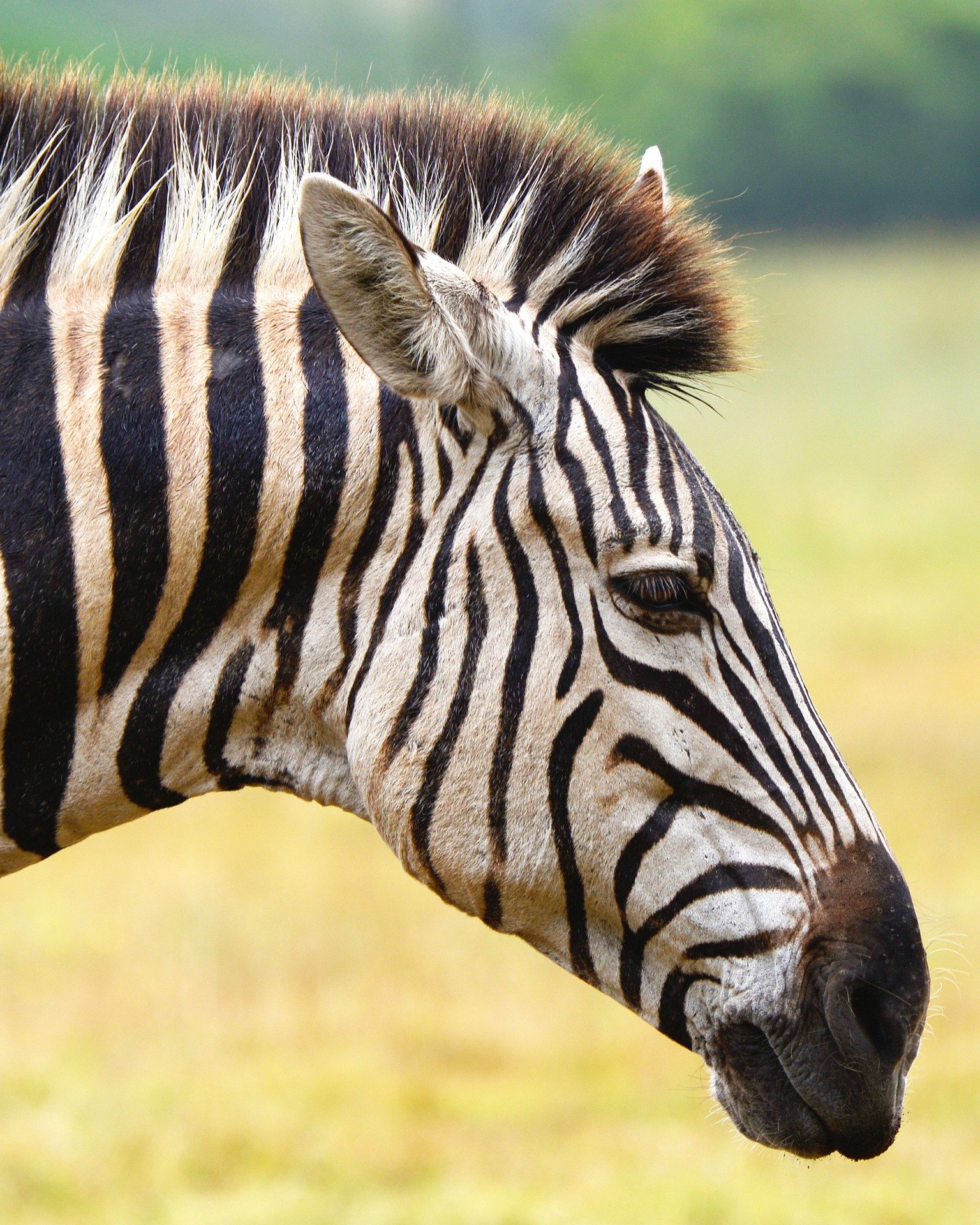 Krugerpark, Zuid-Afrika - Zebra