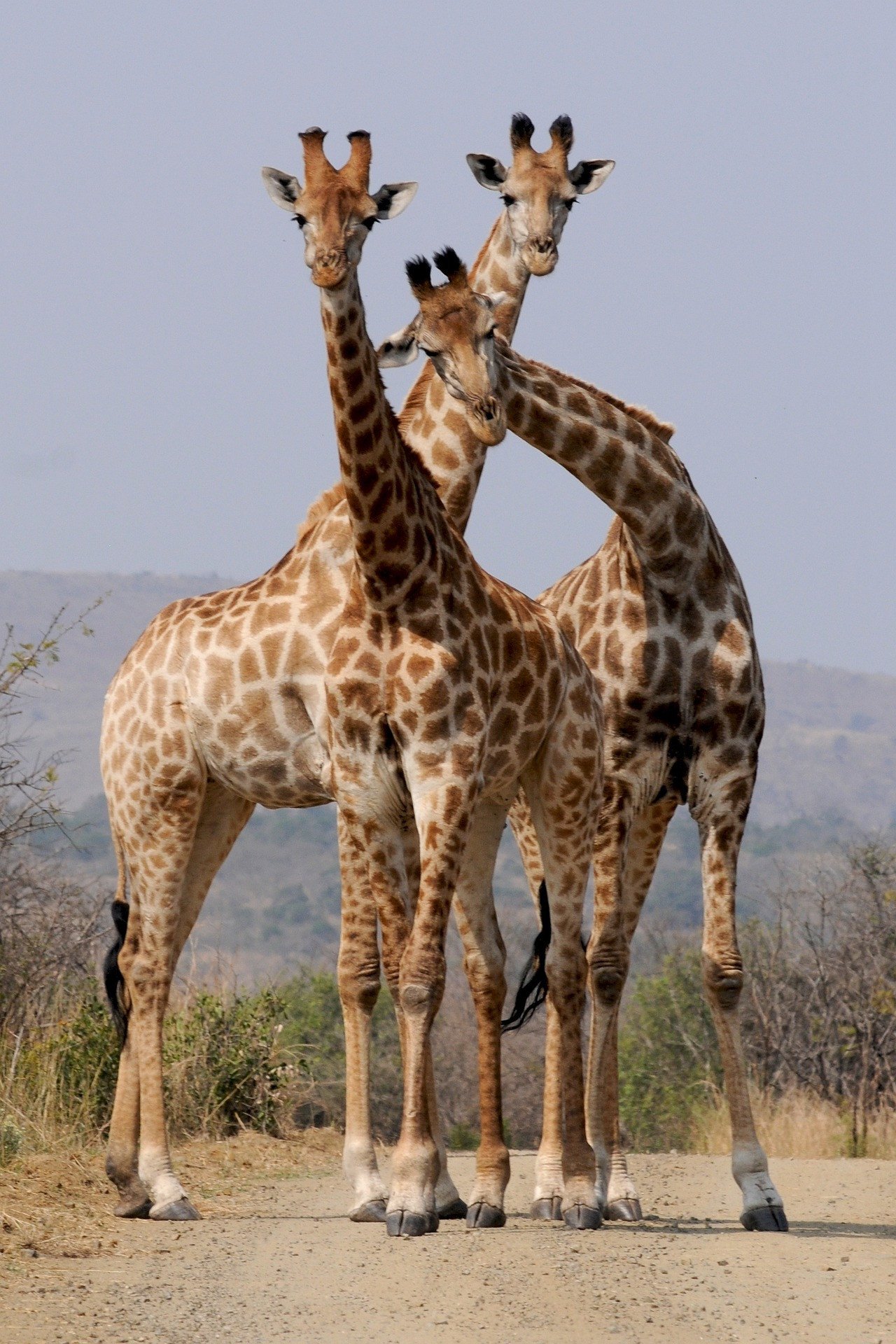 Krugerpark - Giraffe - Zuid-Afrika