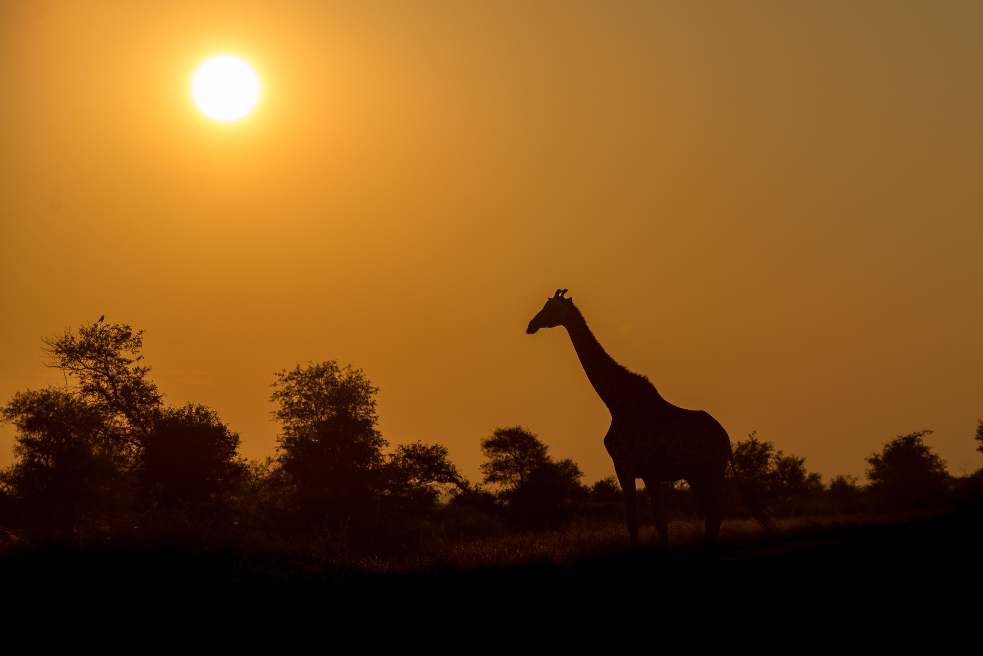 Zuid-Afrika zonsondergang Kruger giraffe