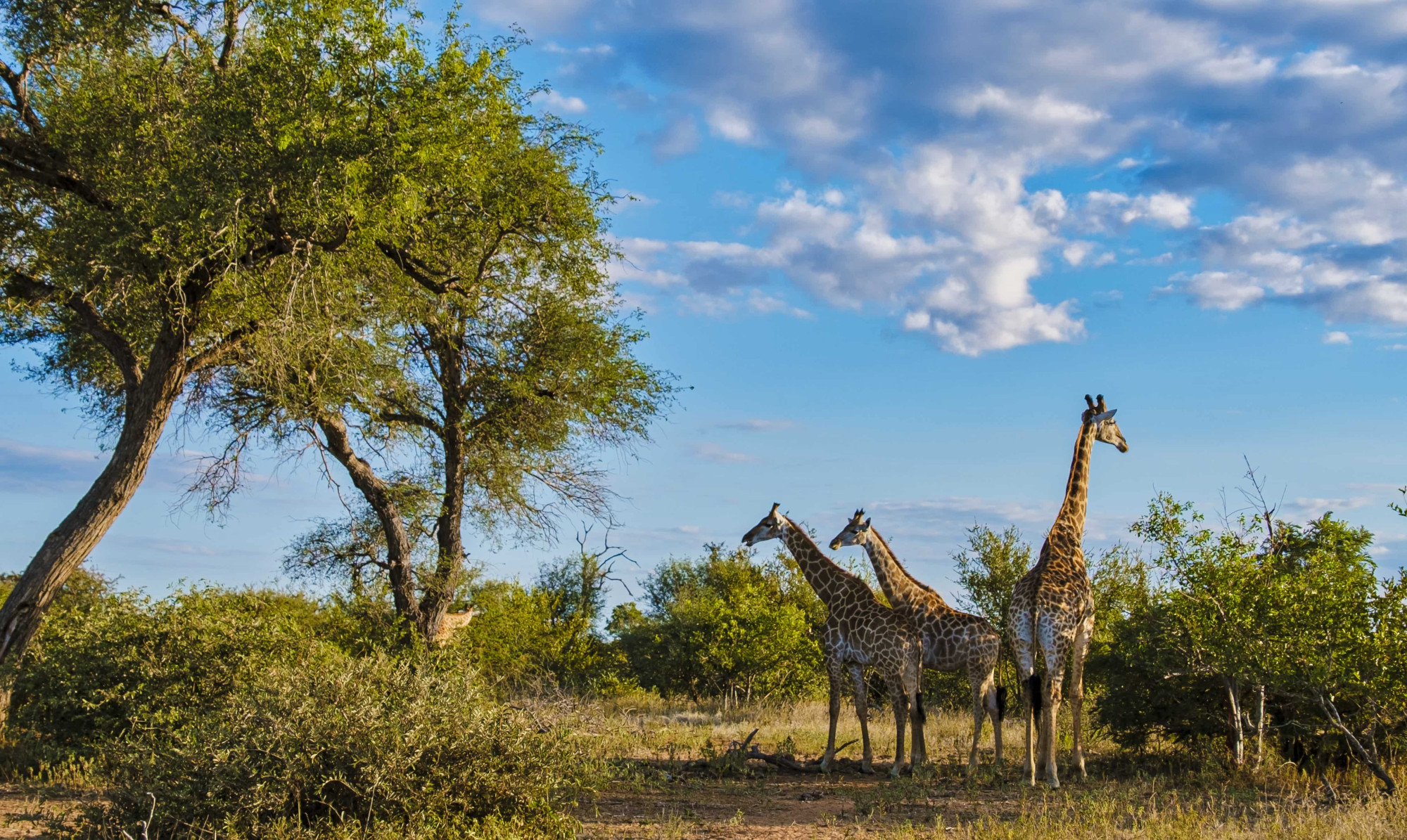giraffe kruger zuid-afrika natuur park