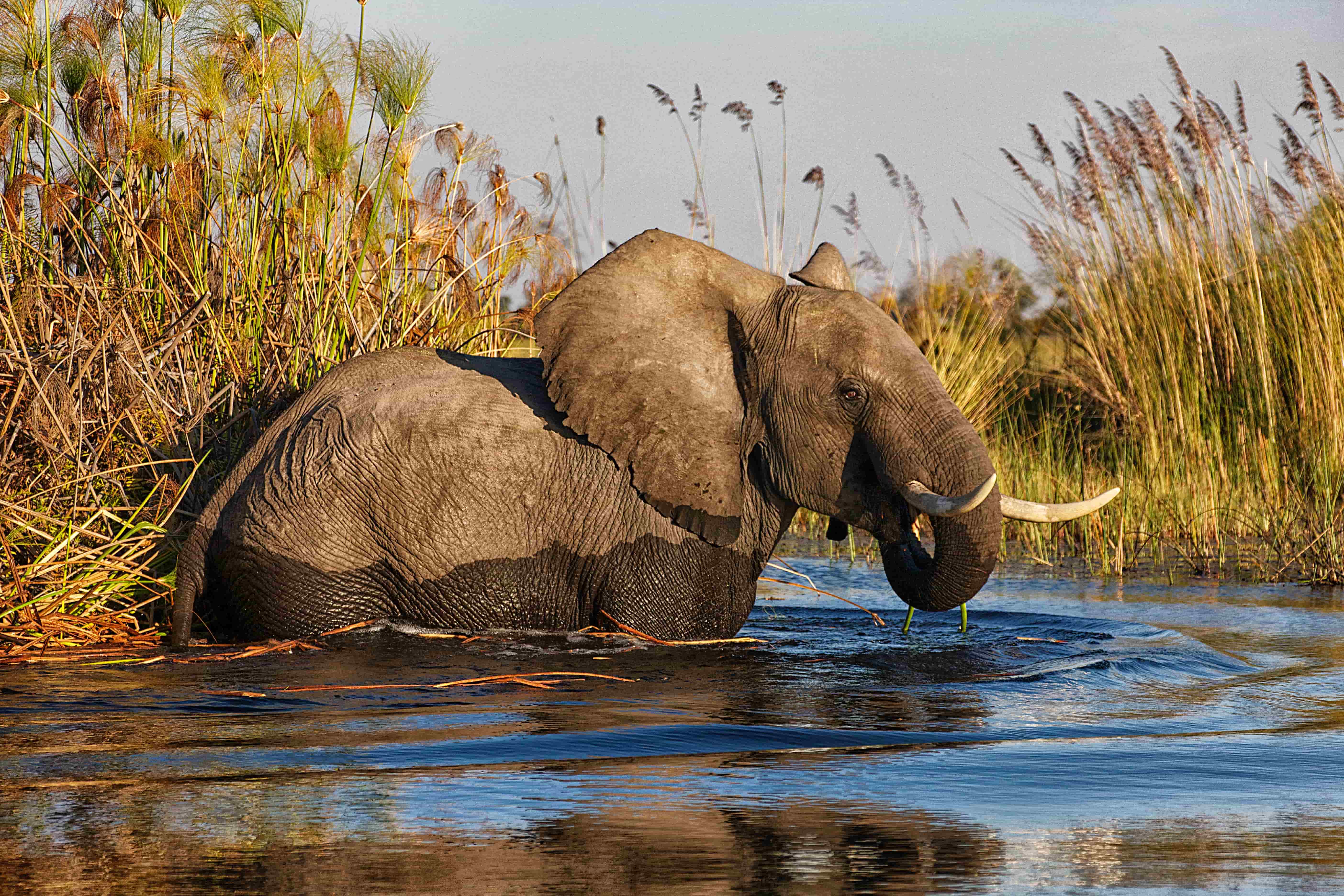 Namibië en Botswana olifant water