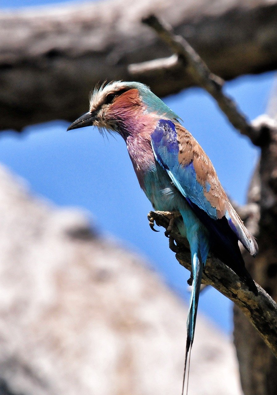 Vogel Zuid-Afrika