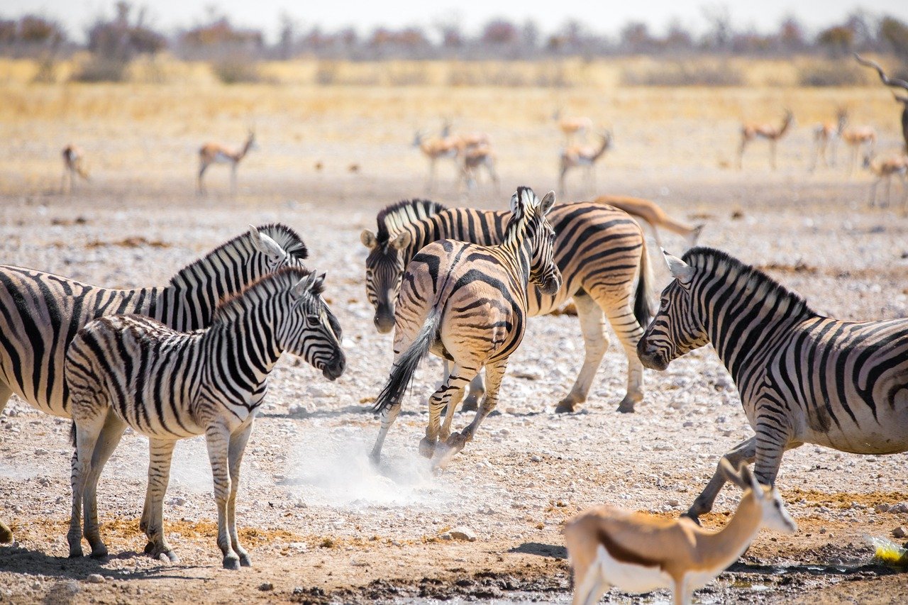 Zebra's bij Etosha National Park in Namibië.