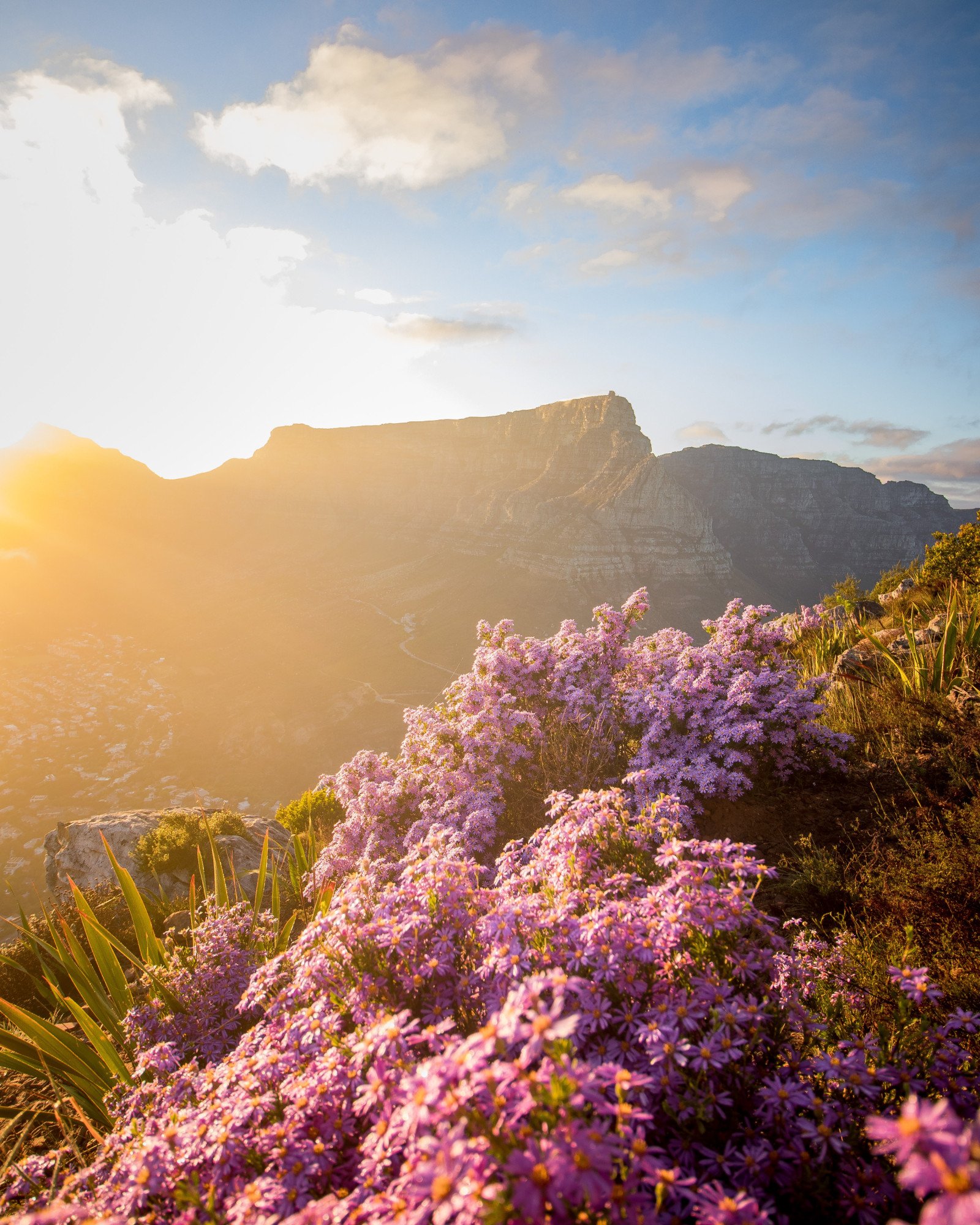 Kaapstad tafelberg bloemen