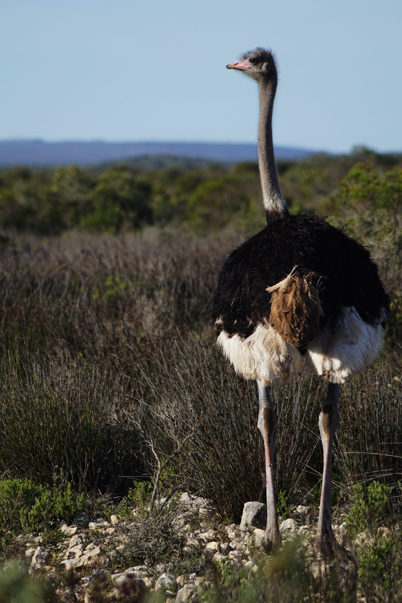 Kaapstad struisvogel