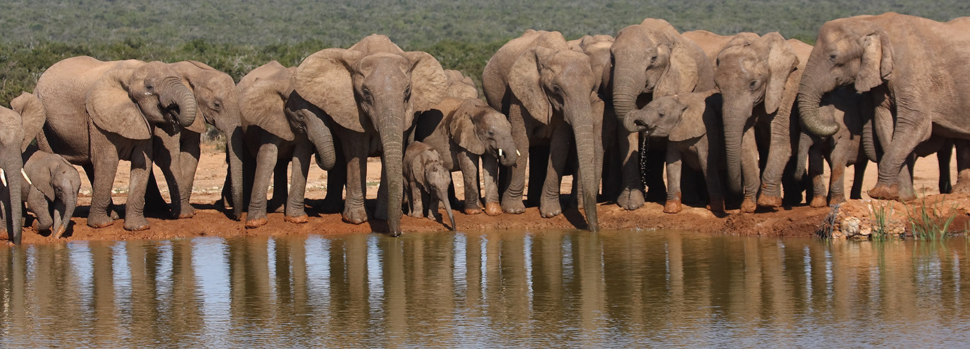 Krugerpark & Tuinroute van Zuid-Afrika reis