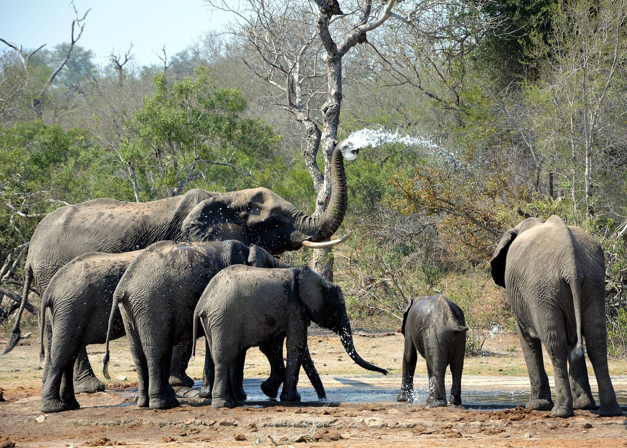 Olifanten Krugerpark Zuid-Afrika