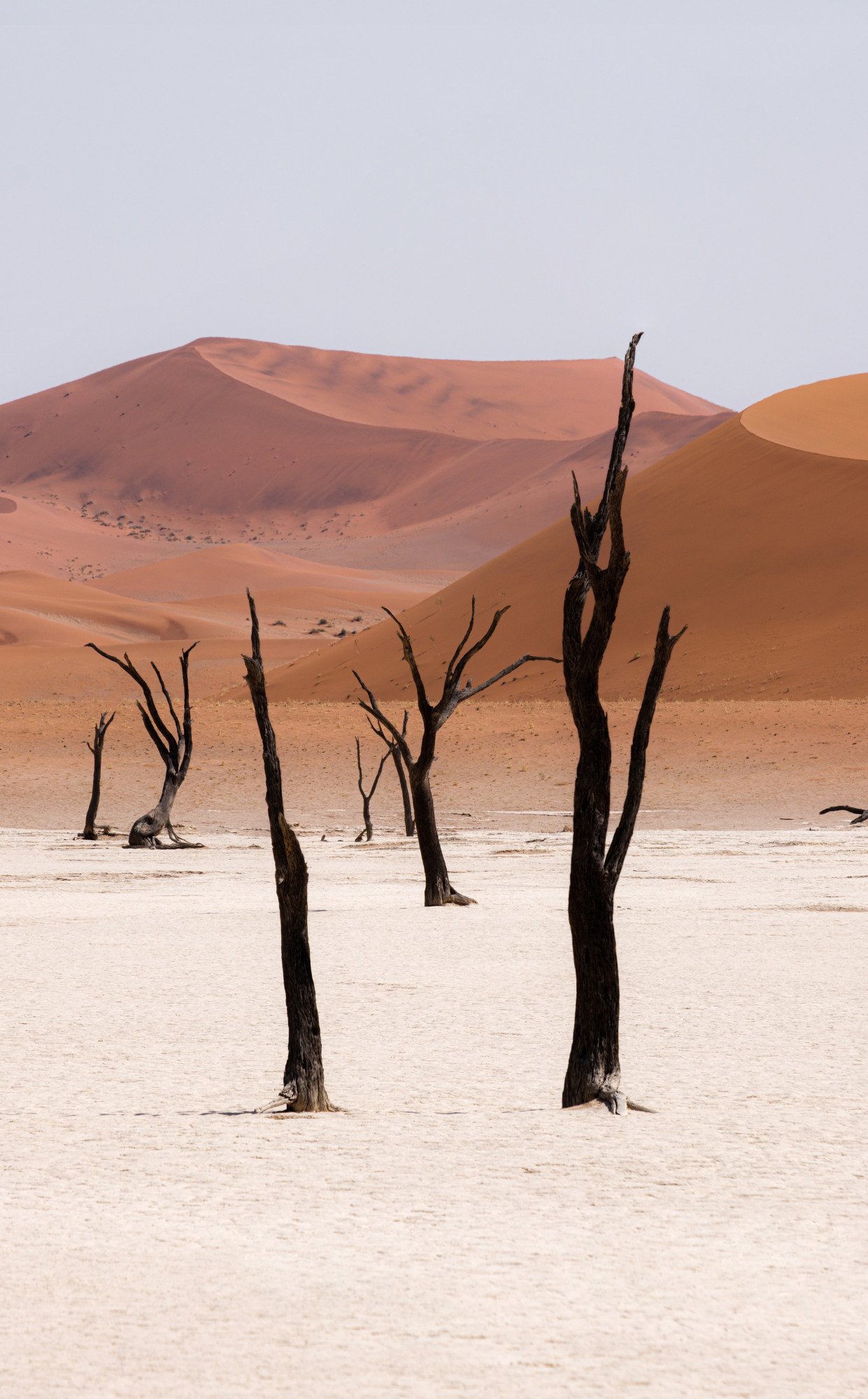Landschap met kale bomen in Namibië