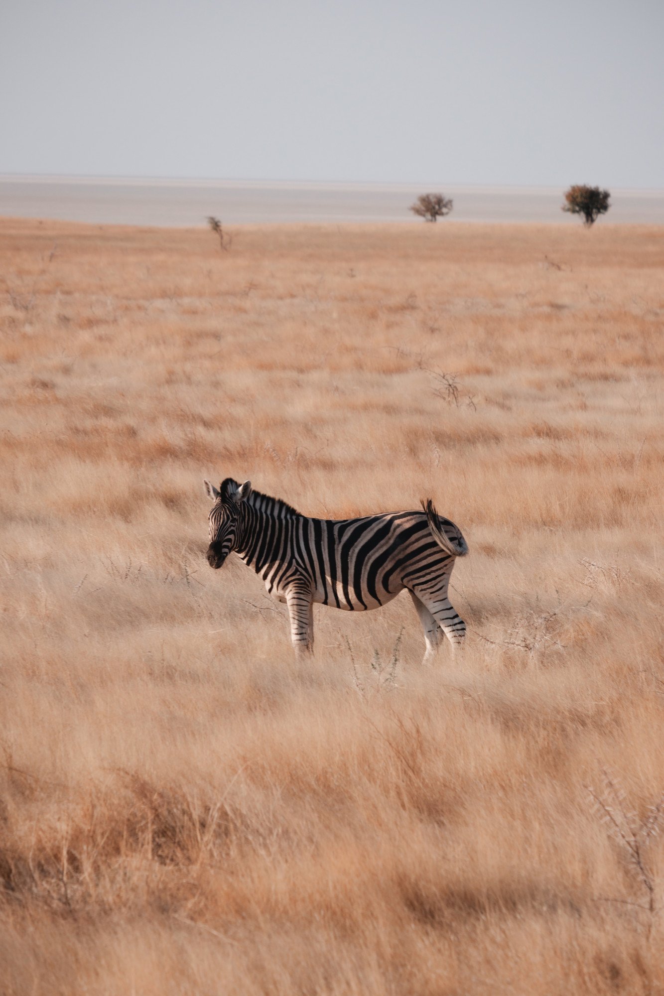 Zebra op de savanne in Zuid-Afrika