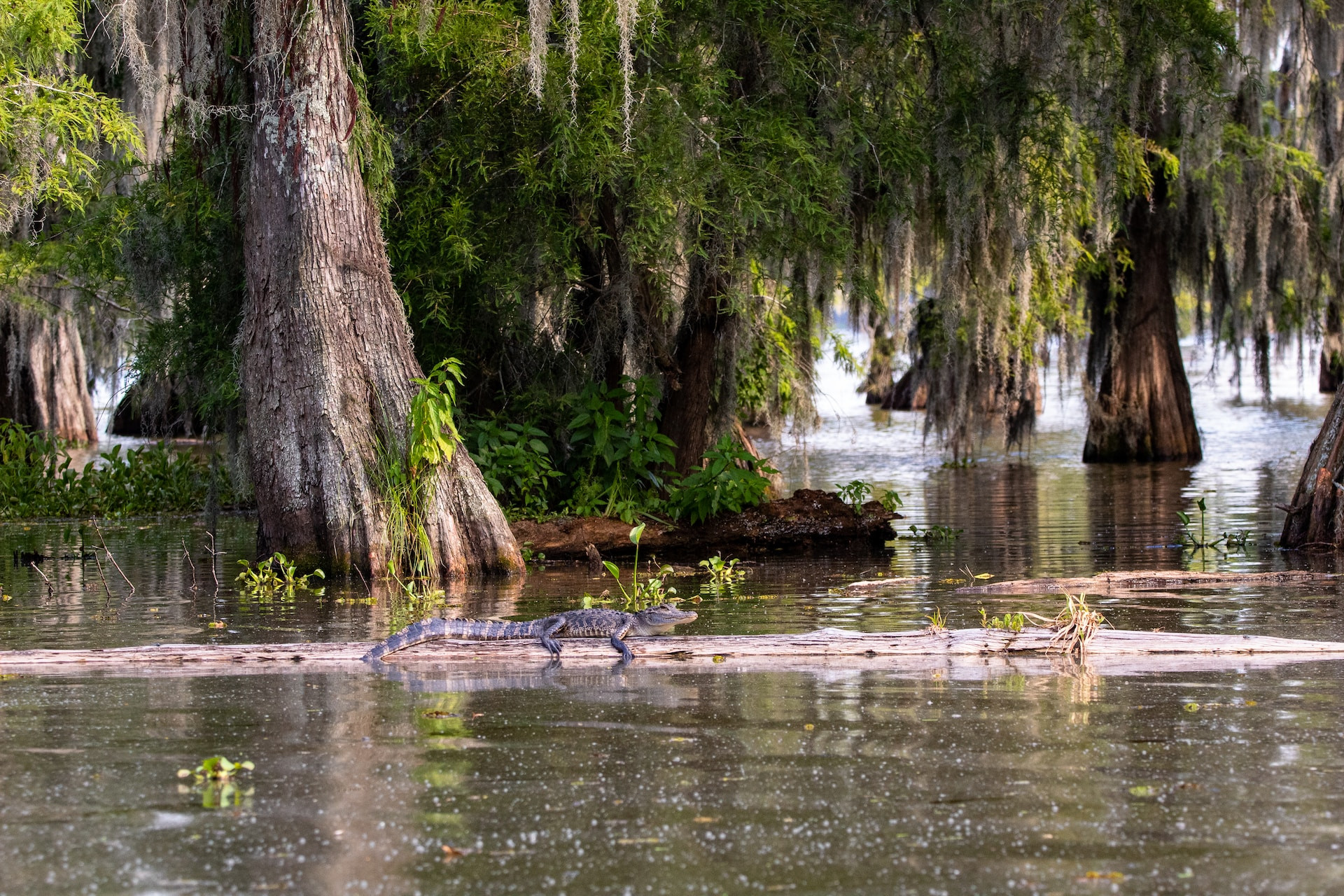 Louisiana swamp USA Amerika