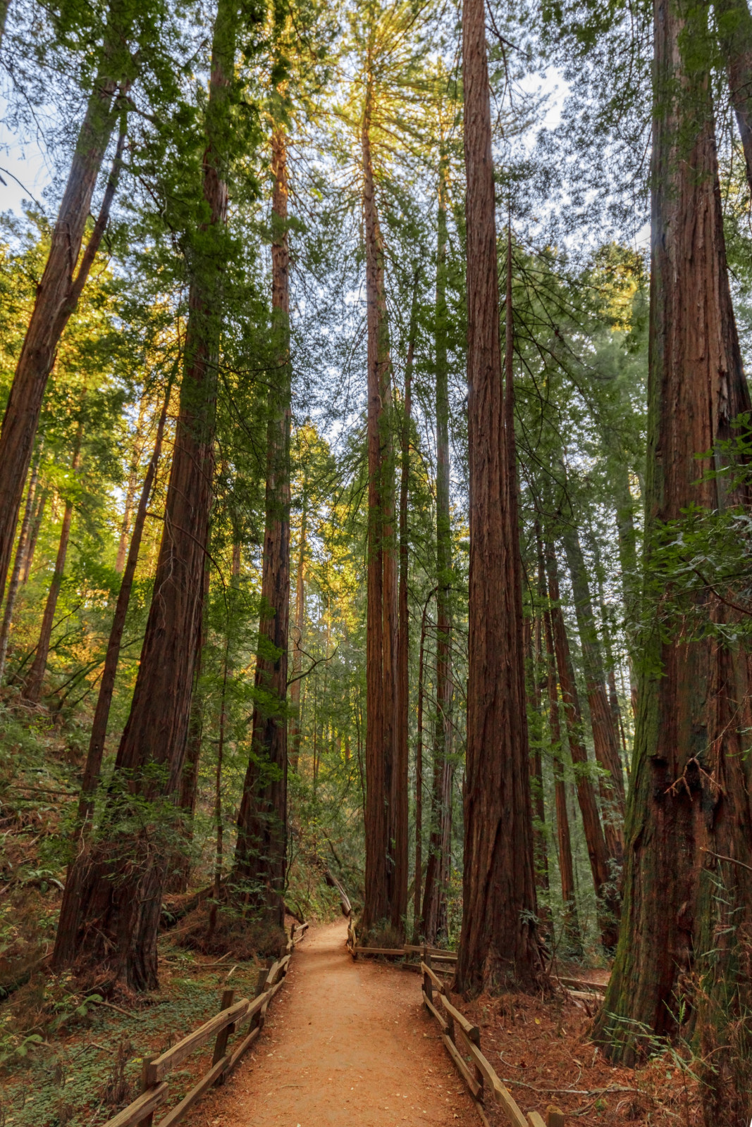 USA Redwoods Trees Muir