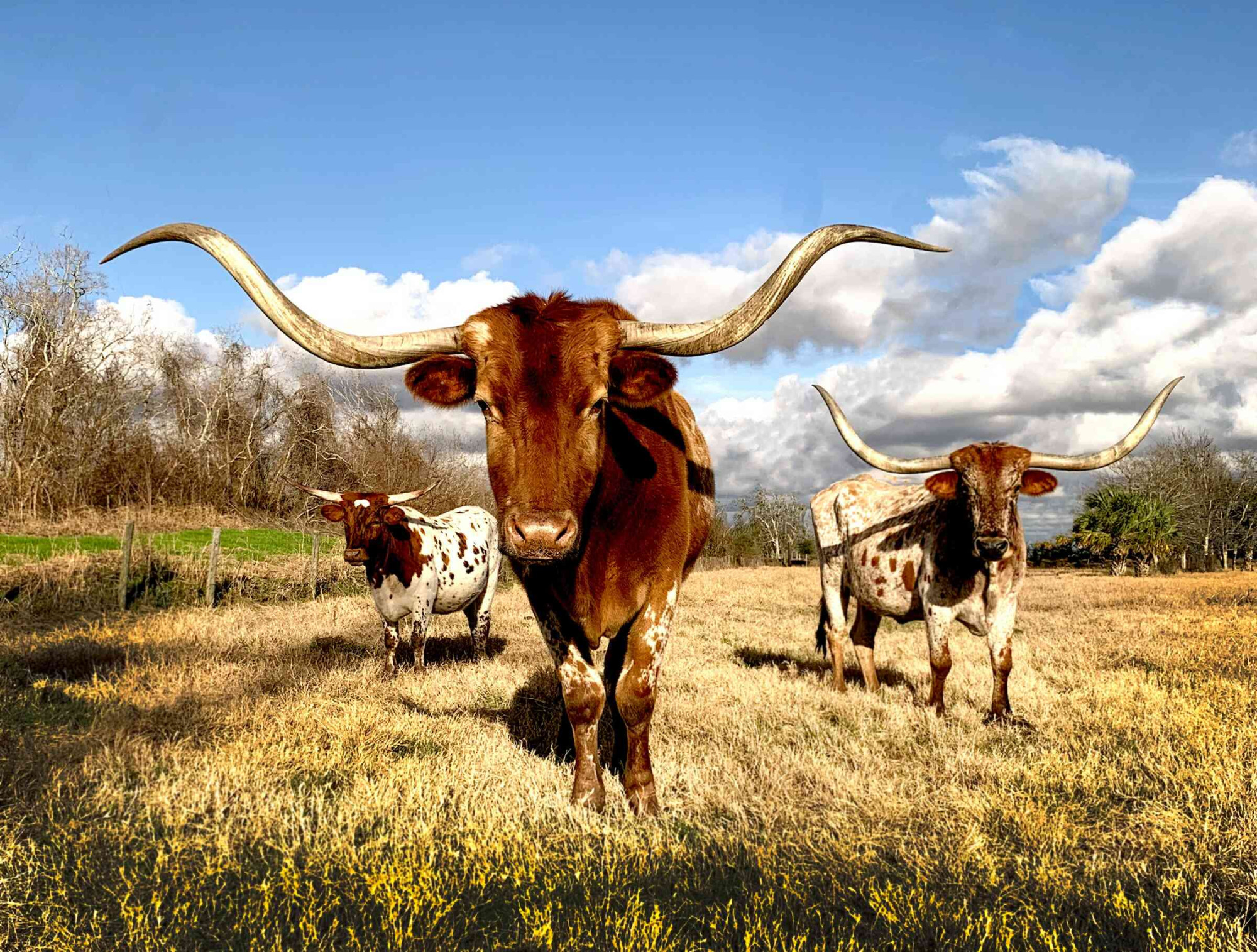 Wilde stieren in Texas