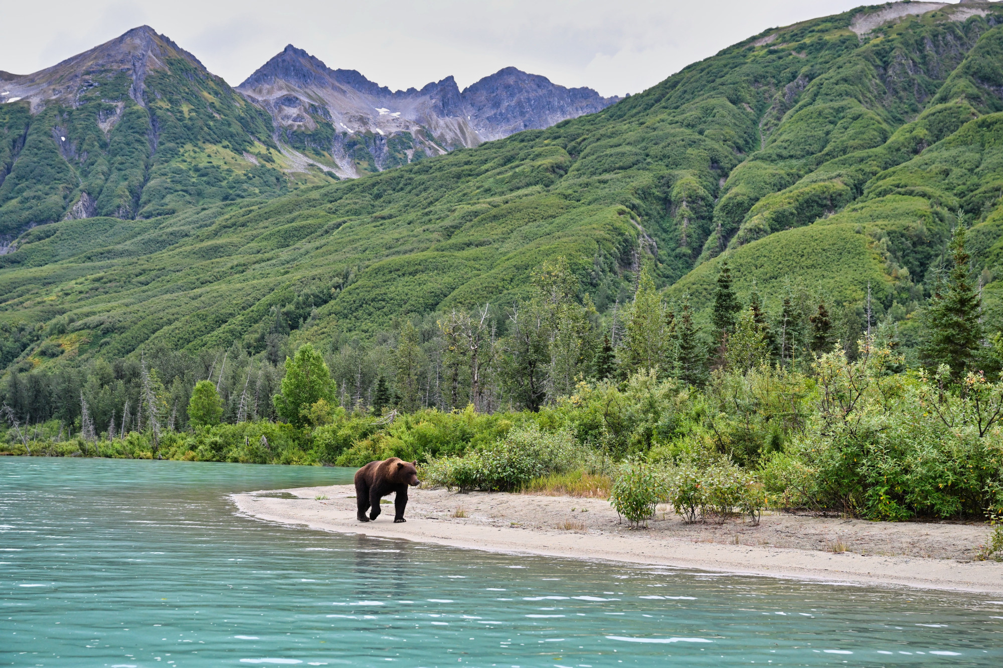 Bruine beer bij het water in Anchorage