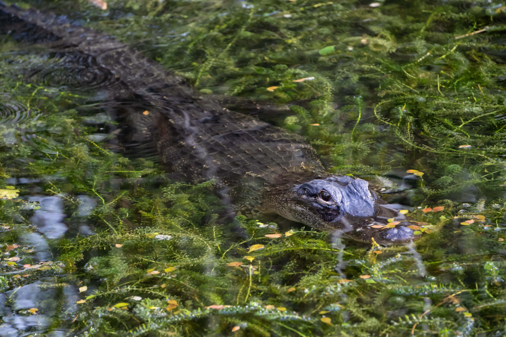 floriad everglades alligator
