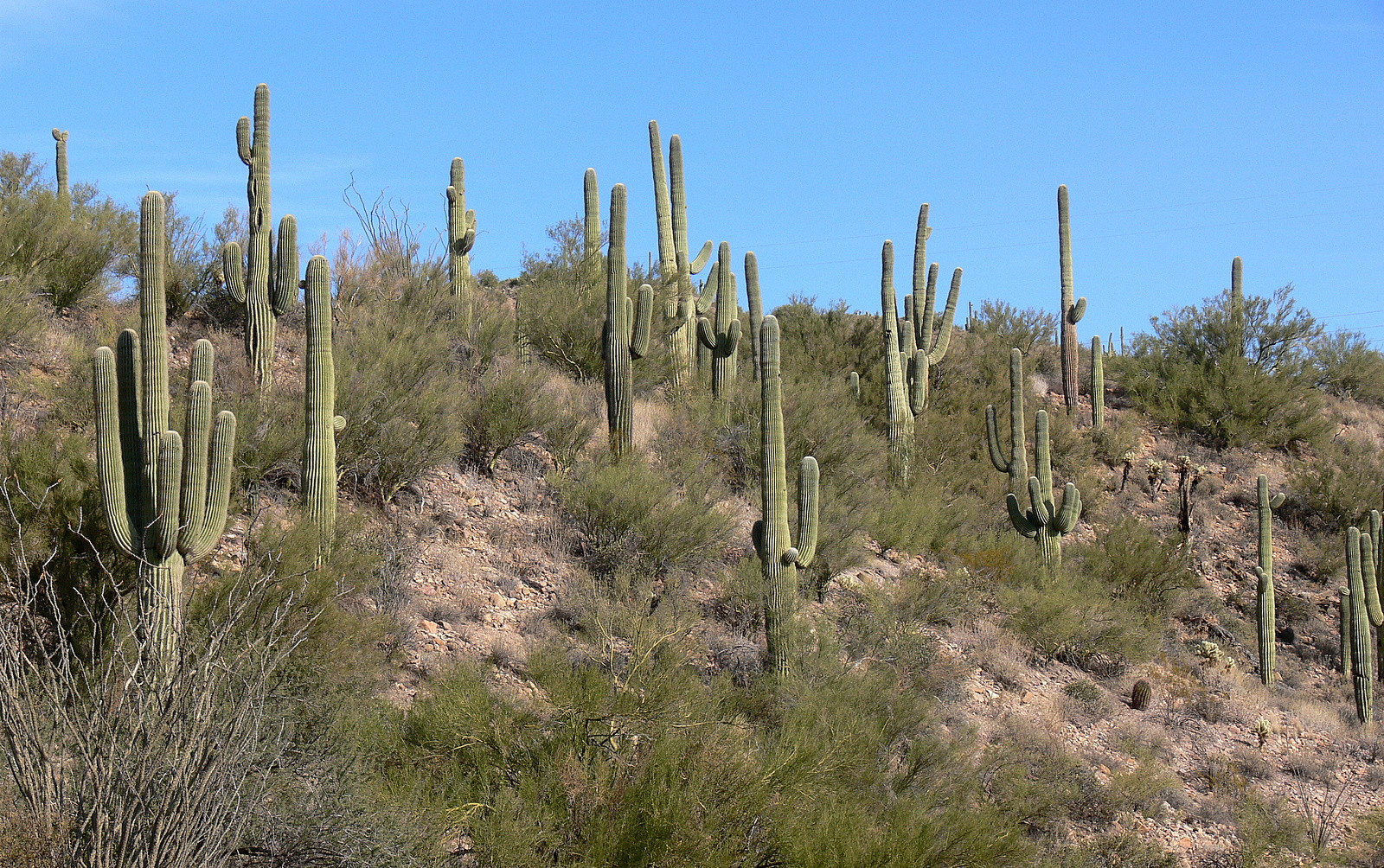 Cactussen in de Senora Desert