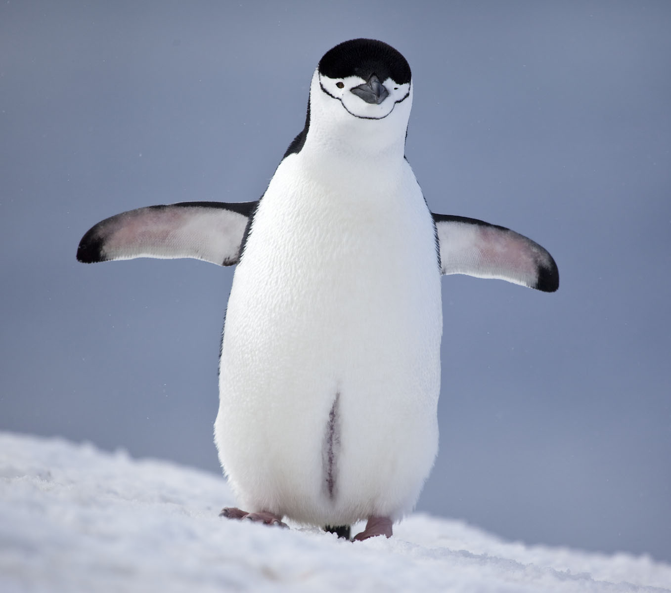 antarctica pinguin