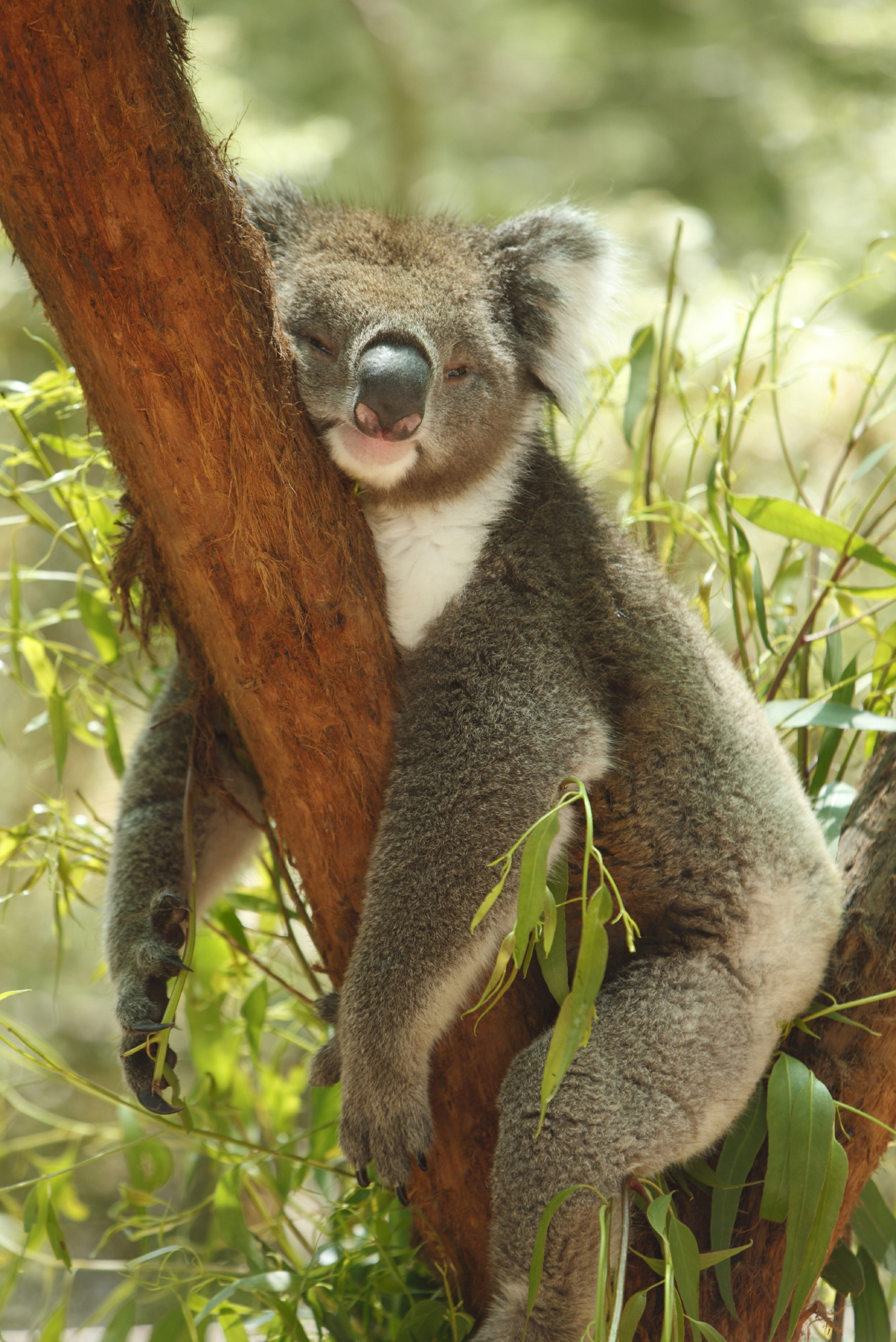 Koalabeer in een boom in Australië