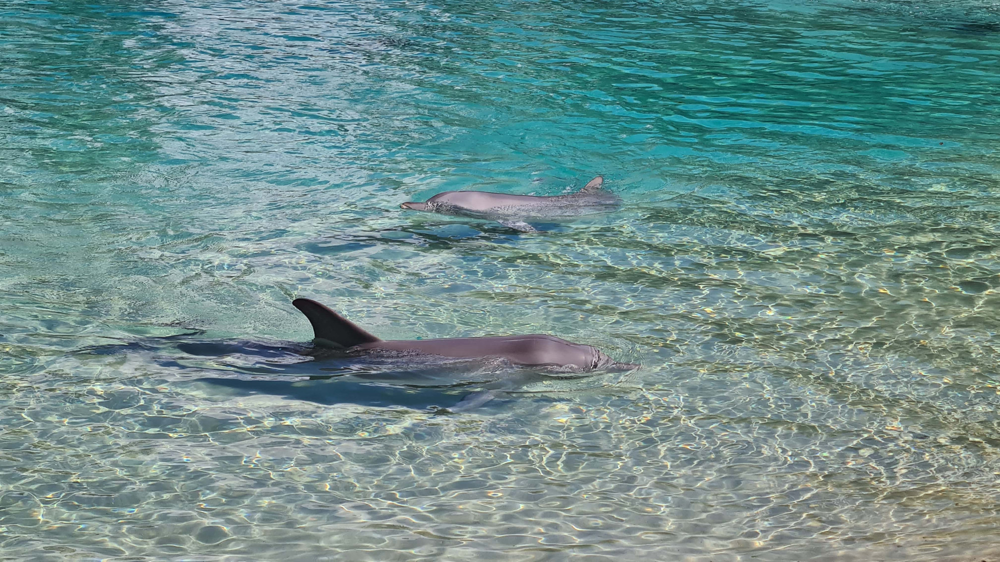 australië dolfijnen blauw water