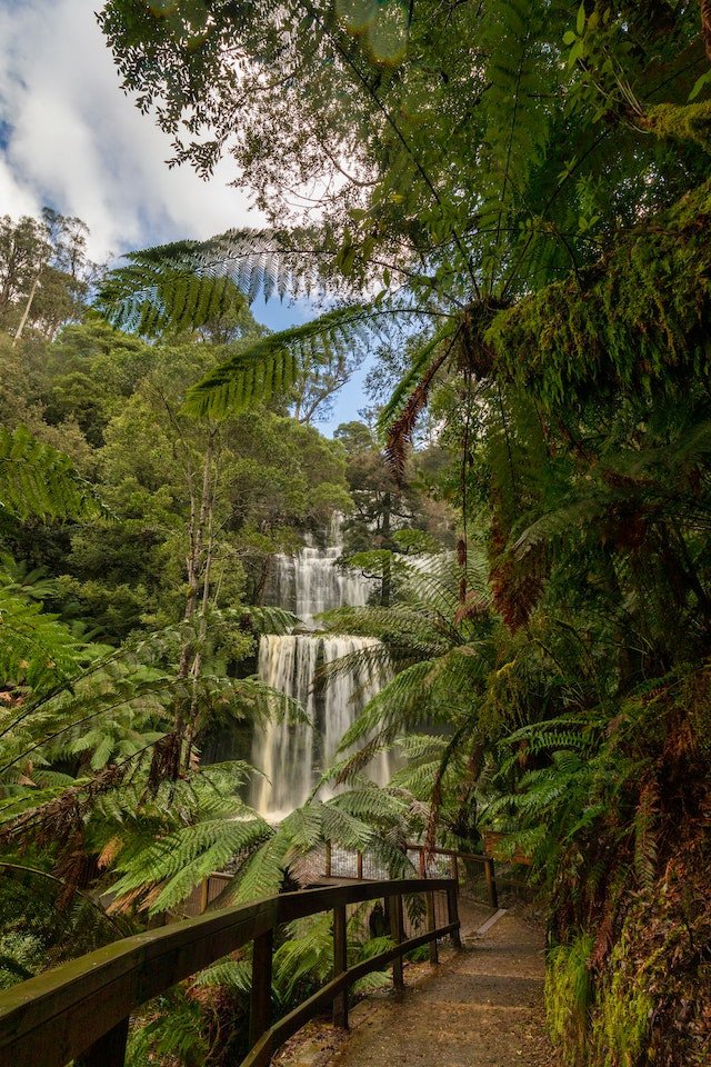 Tasmanië waterval natuur