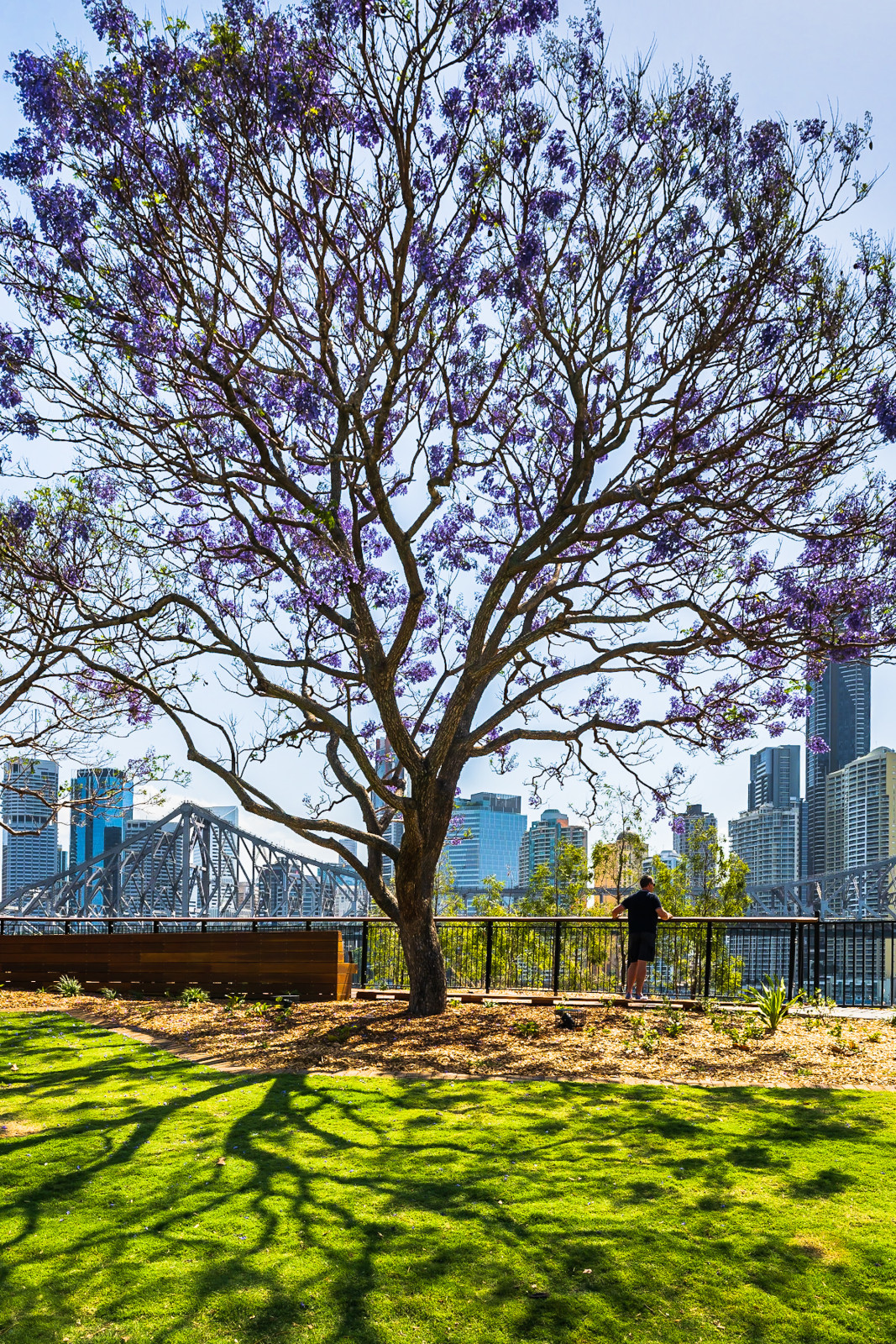 Australië Queensland Brisbane jacaranda tree