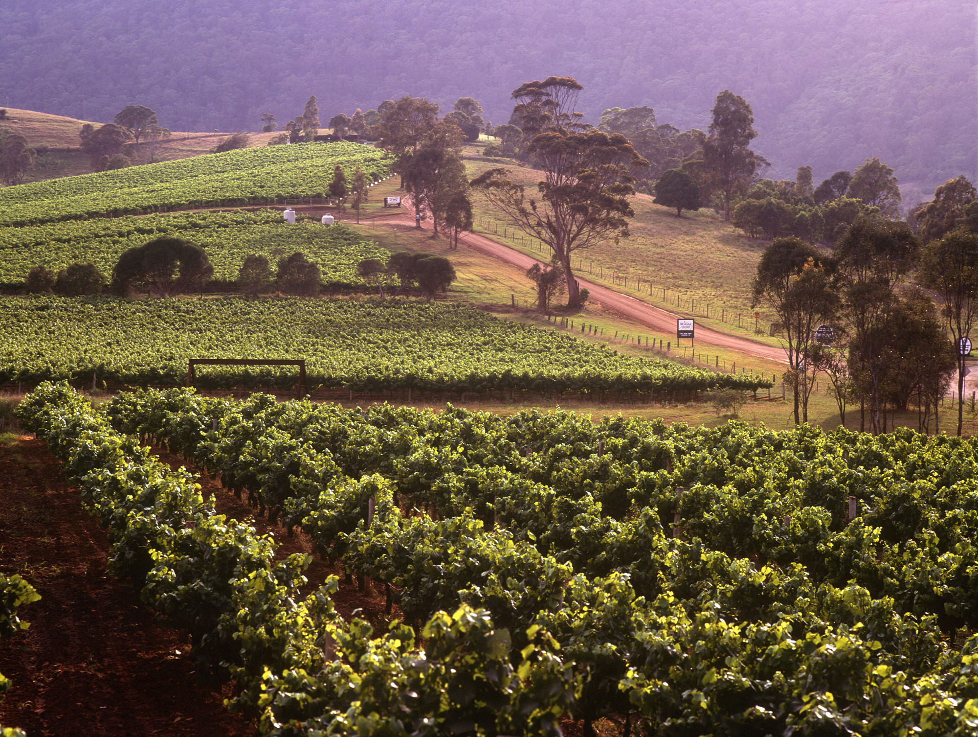 Australië Hunter Valley wijnregio