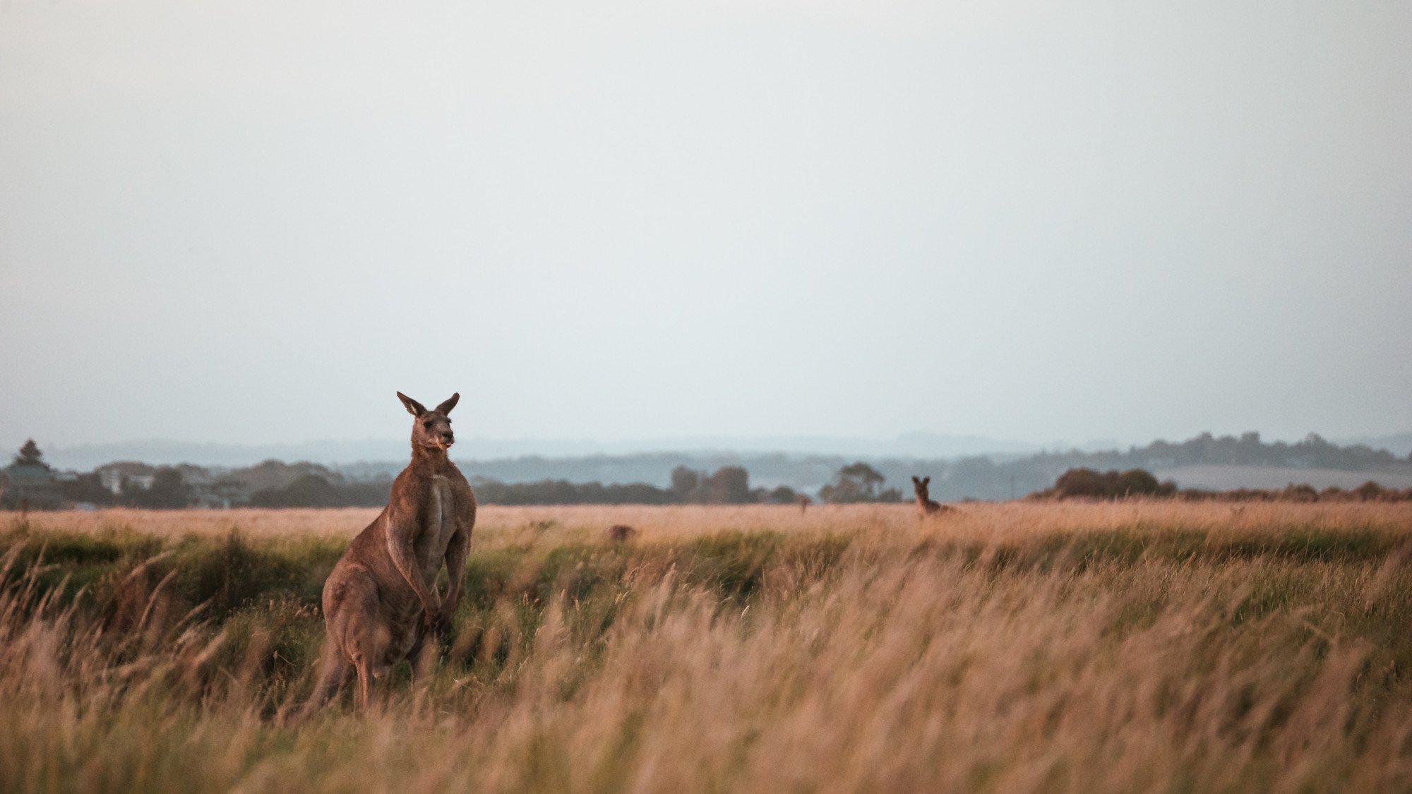 Kangoeroes op de Outback in Australië
