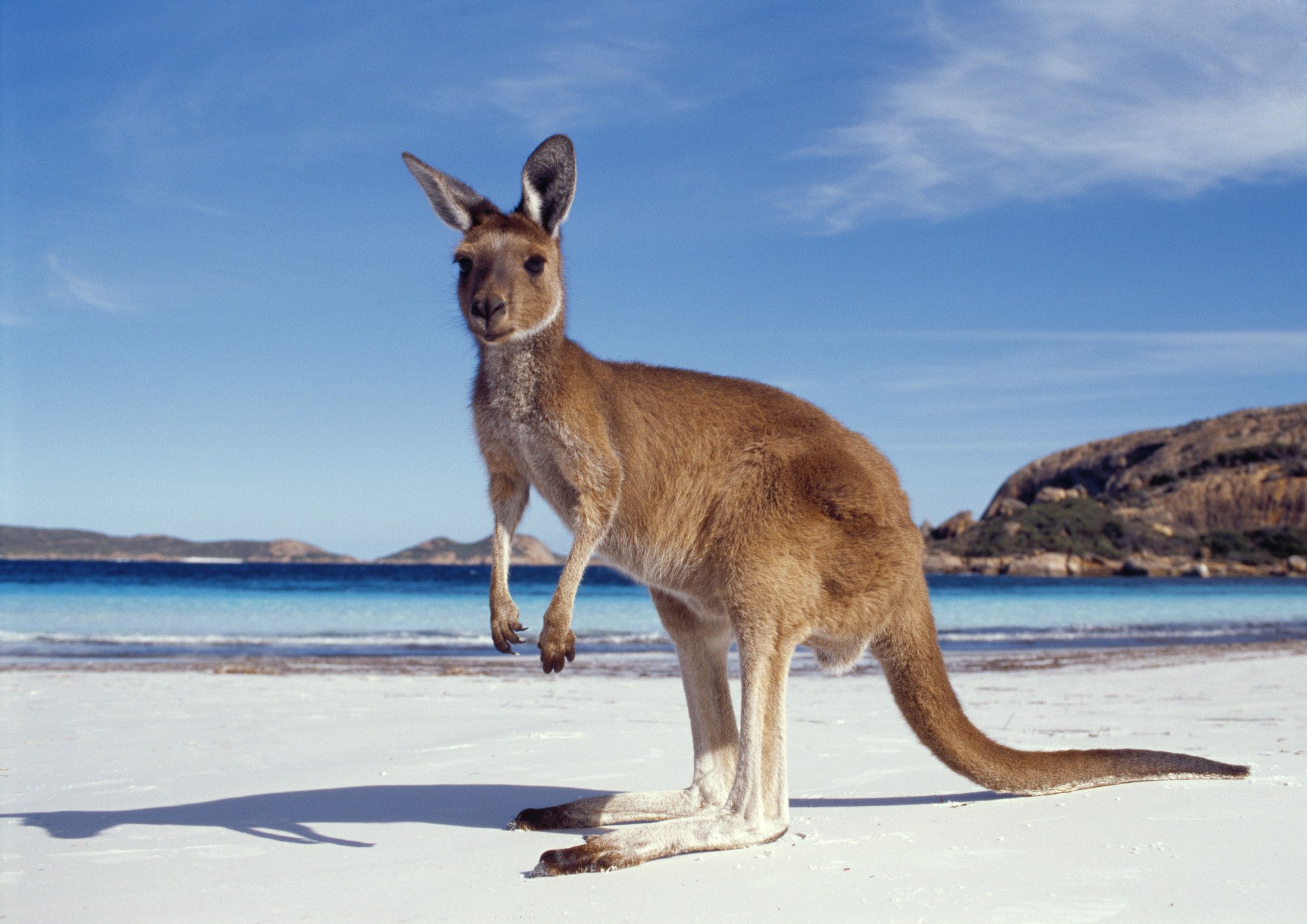 Kangaroo - Australië
