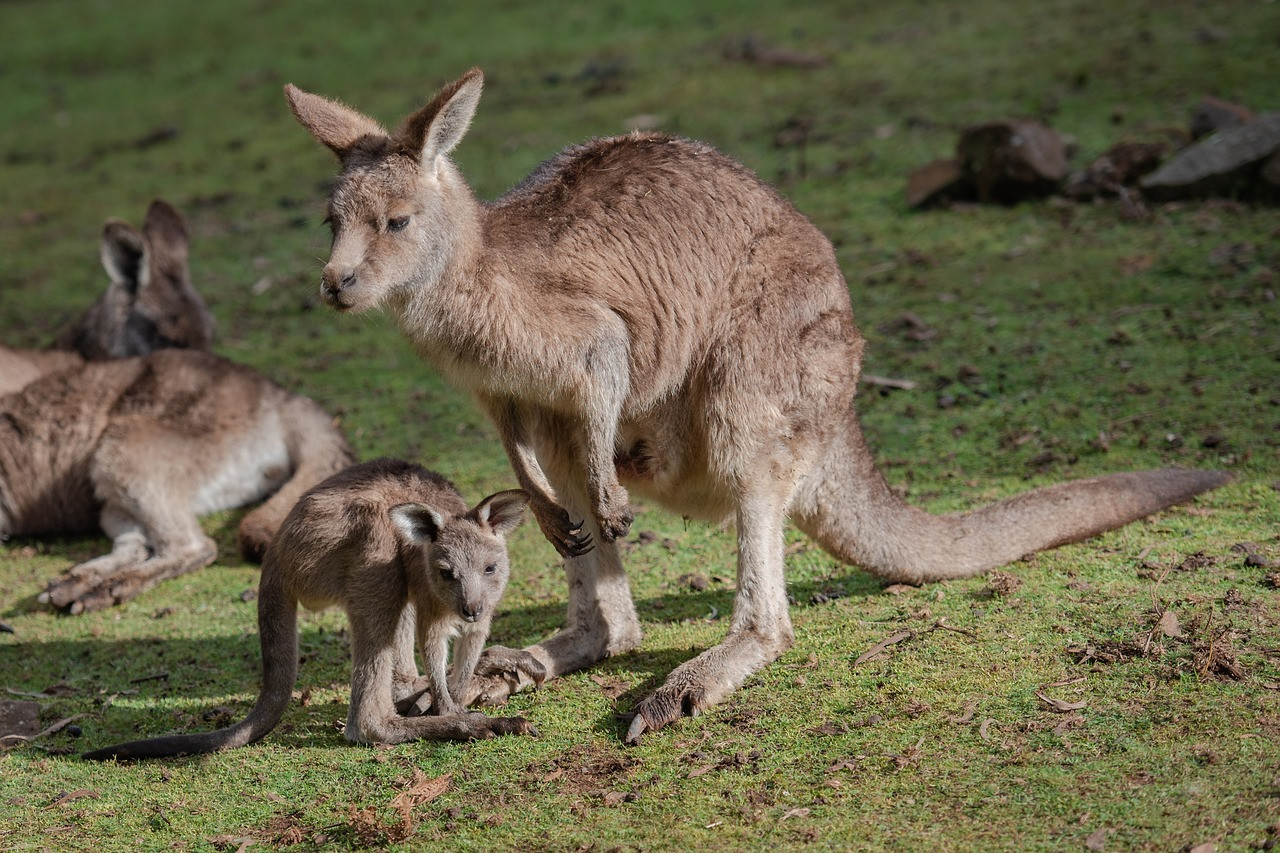 Australië kangaroo's