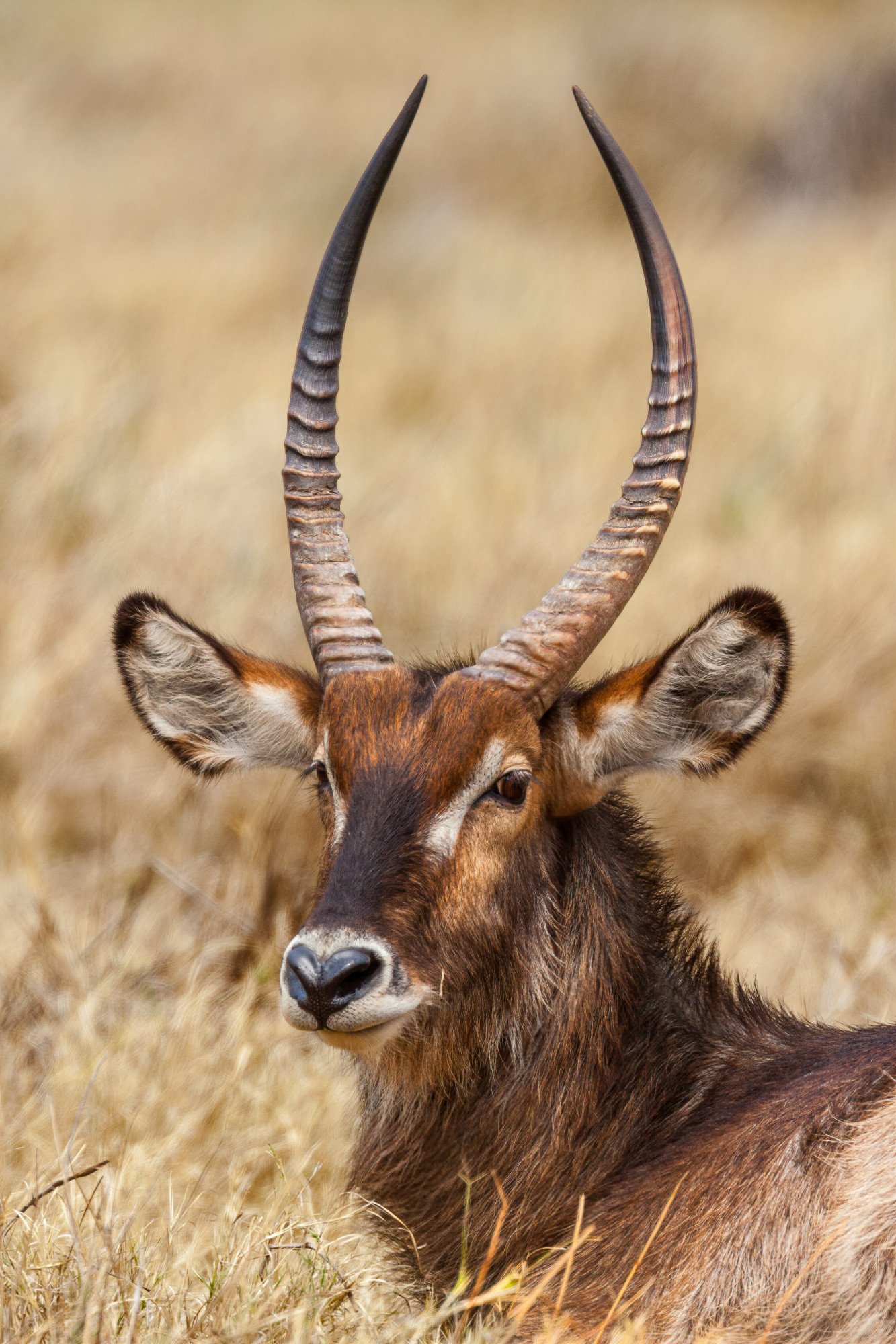 Botswana sabelantilope