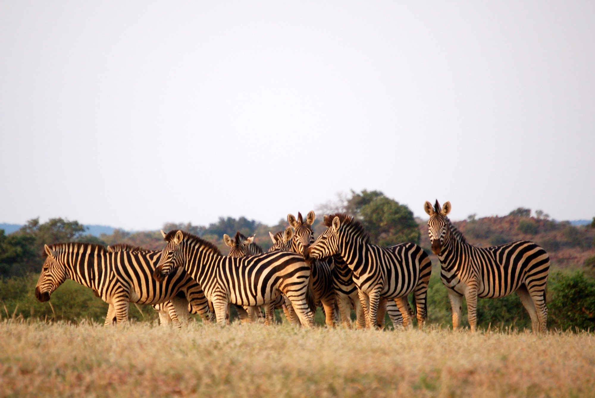 Botswana zebra savanne